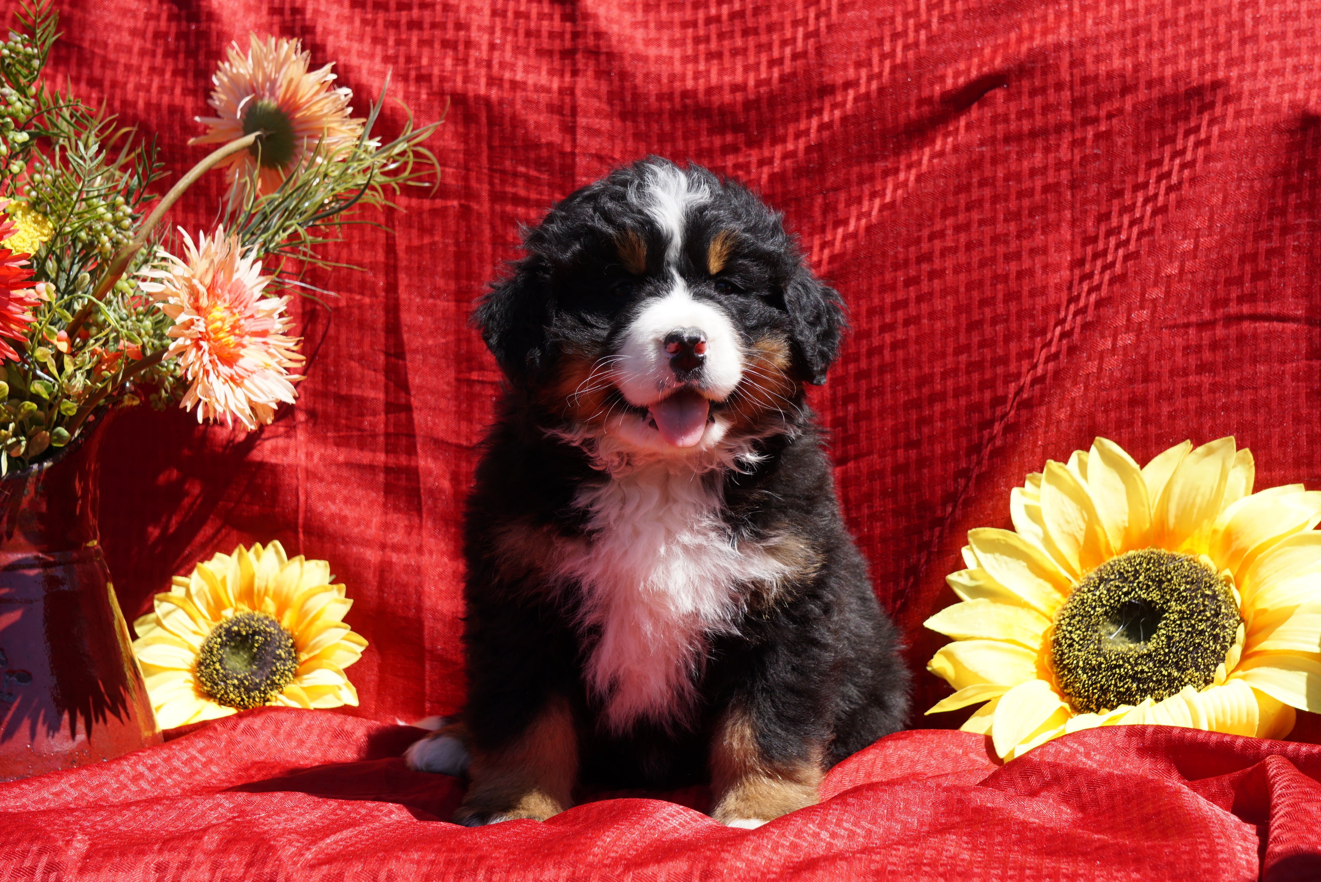 AKC Registered Bernese Mountain Dog Puppy For Sale Baltic ...