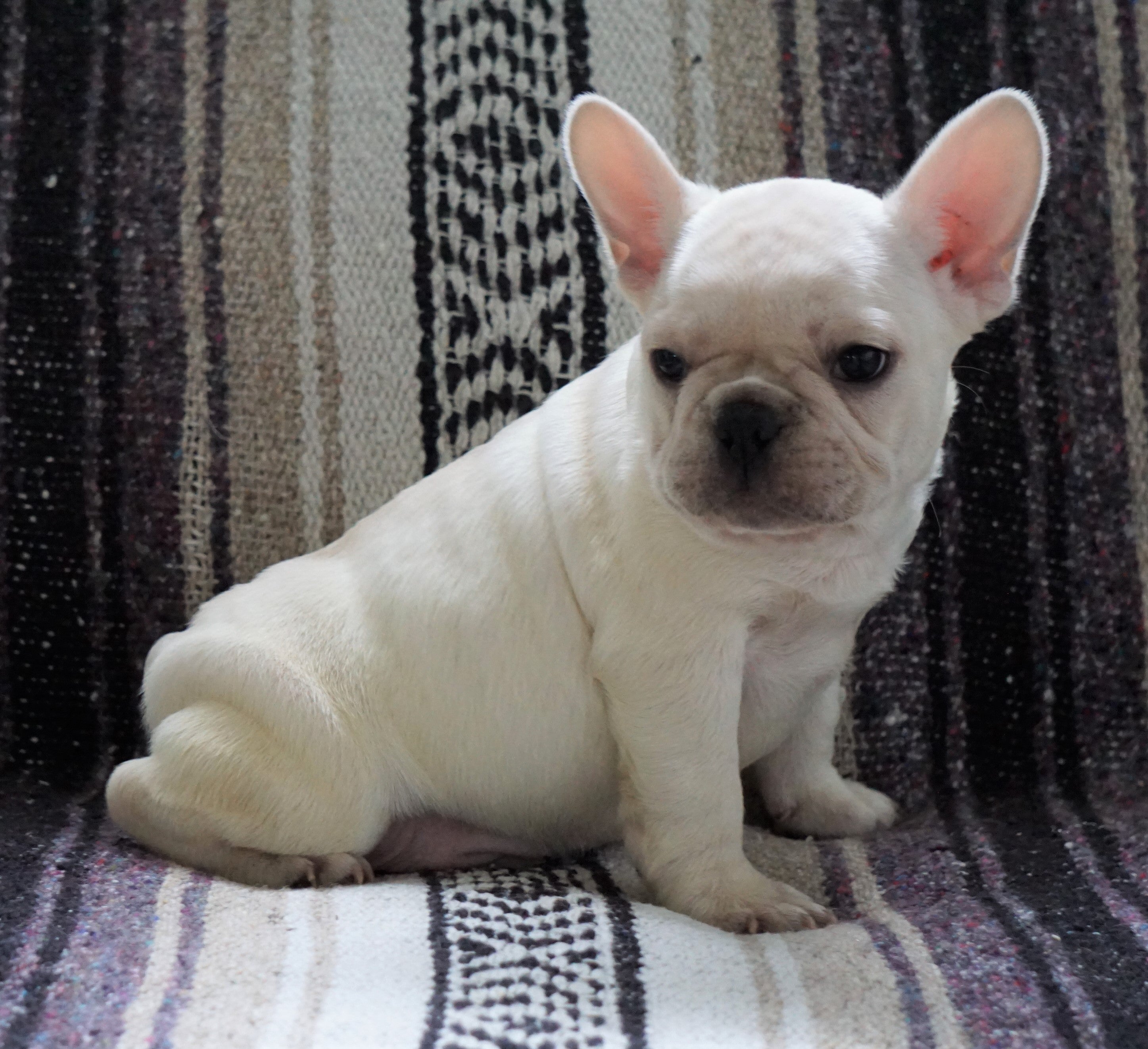 CKC Registered French Bulldog For Sale Millersburg, OH Male- Tony – AC ...