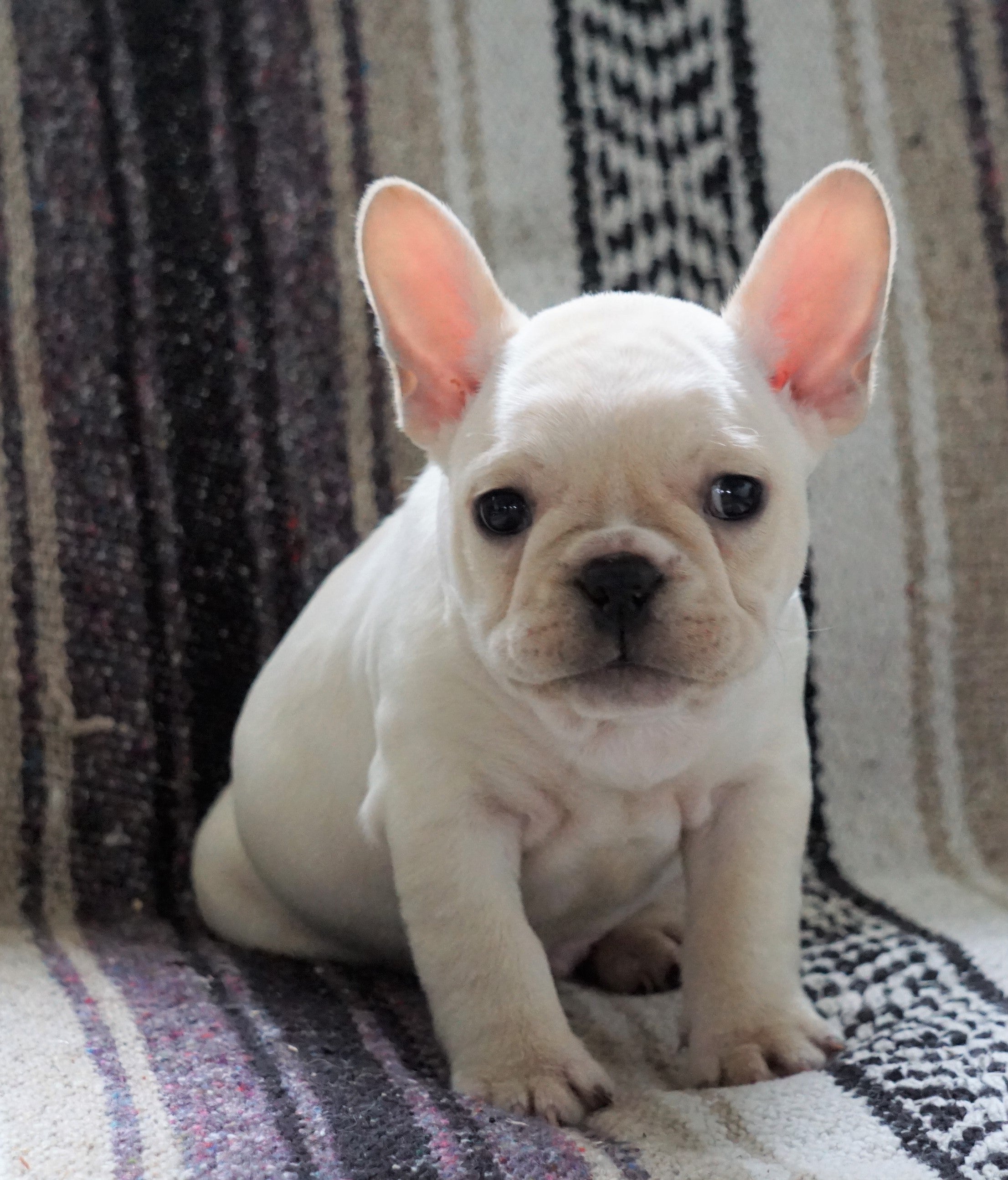 CKC Registered French Bulldog For Sale Millersburg, OH Male- Lucas – AC ...