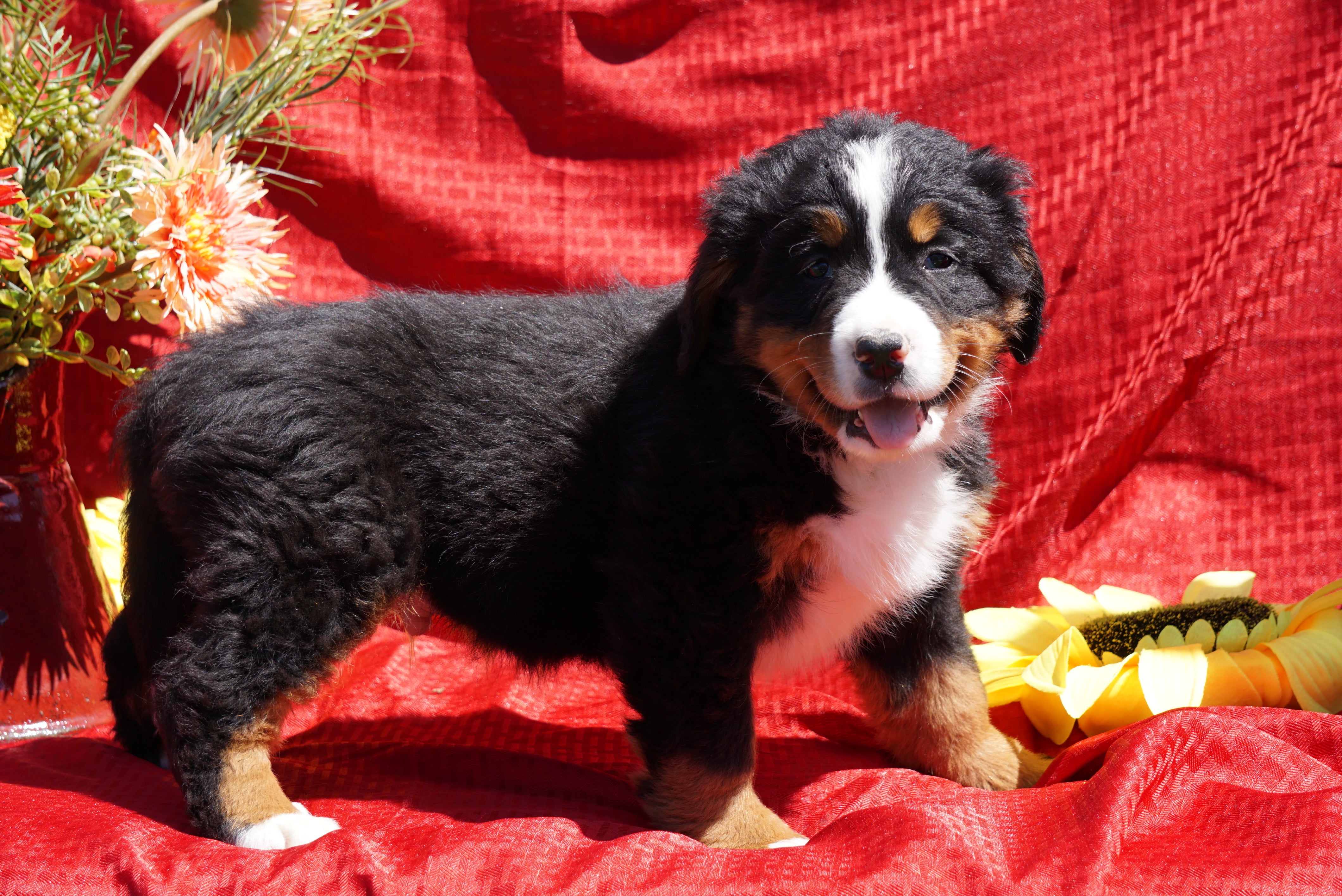 AKC Registered Bernese Mountain Dog Puppy For Sale Baltic, OH Male Dak - AC Puppies LLC