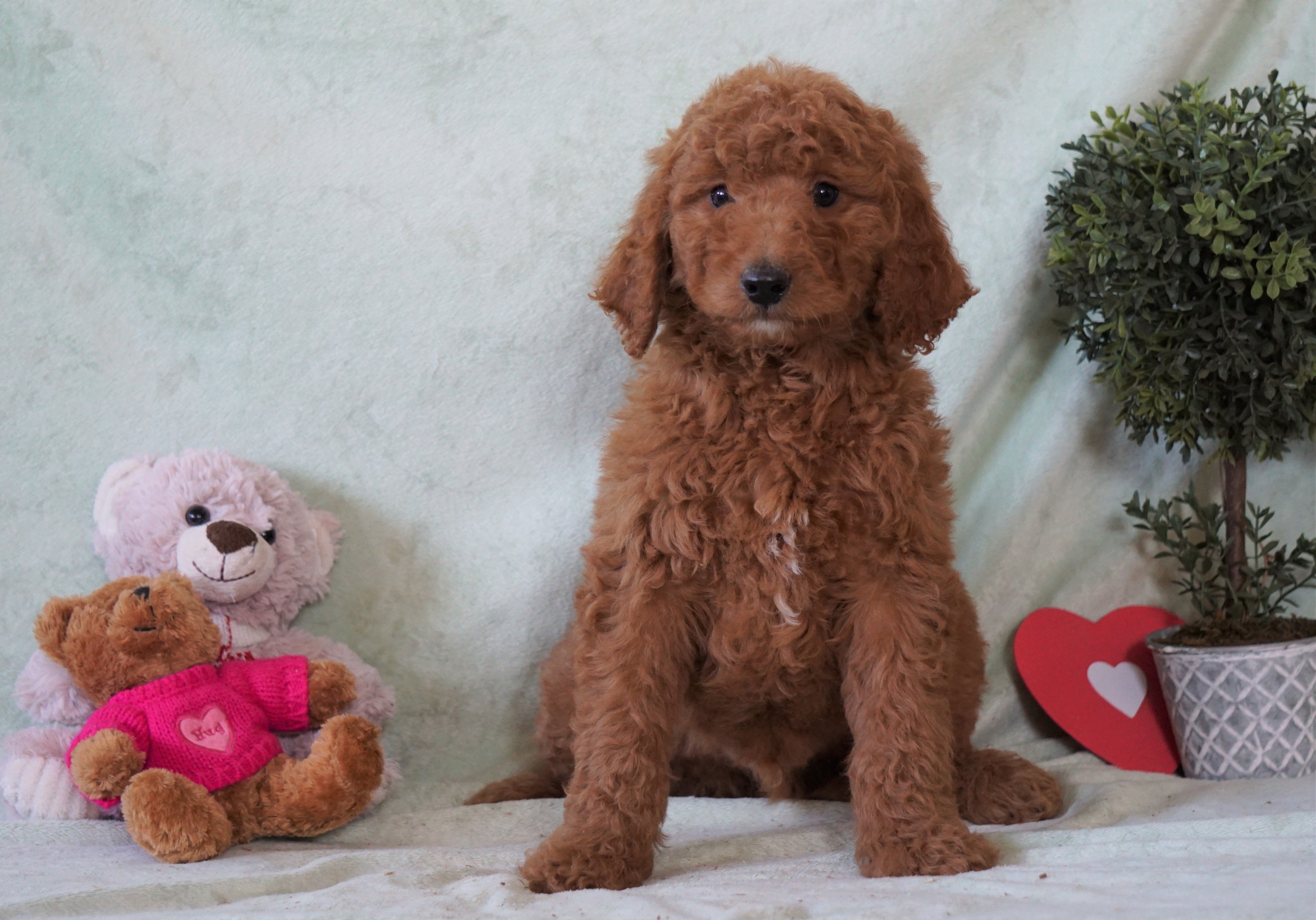 Standard F1B Goldendoodle For Sale Holmesville, OH Male Winston AC