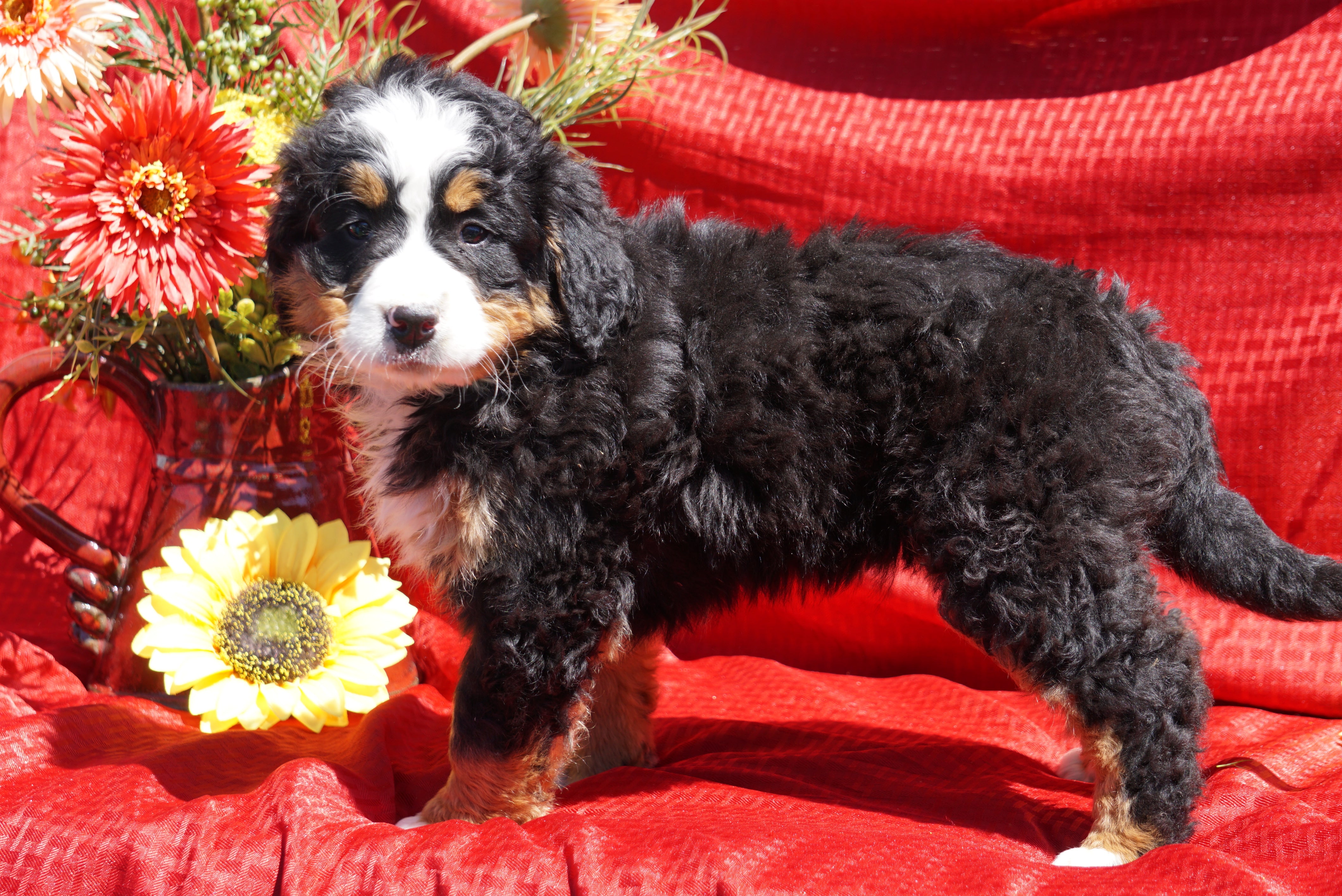 AKC Registered Bernese Mountain Dog Puppy For Sale Baltic ...