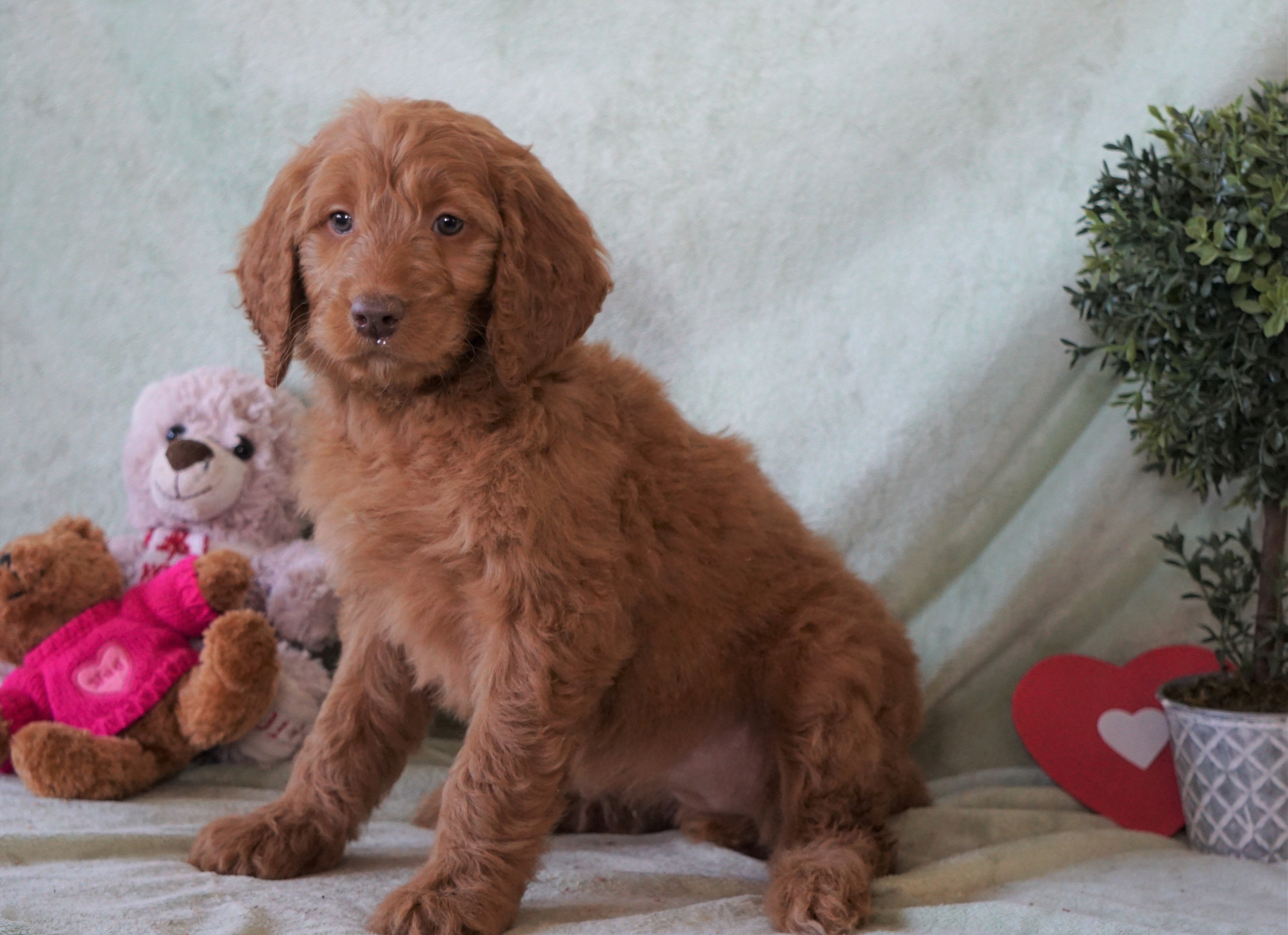 Standard F1B Goldendoodle For Sale Holmesville, OH Female ...