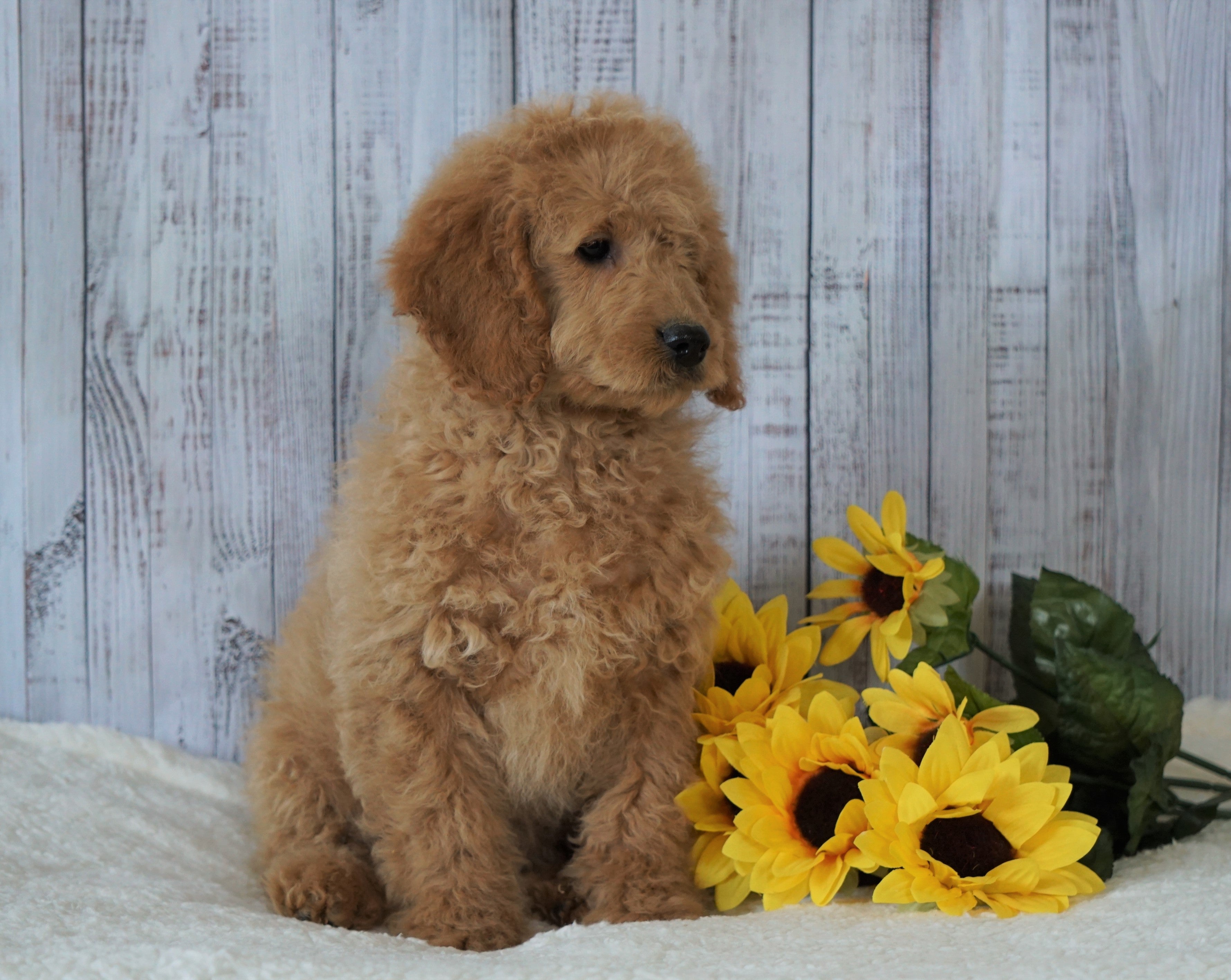 F1B Mini Goldendoodle For Sale Holmesville, OH Male Frankie AC