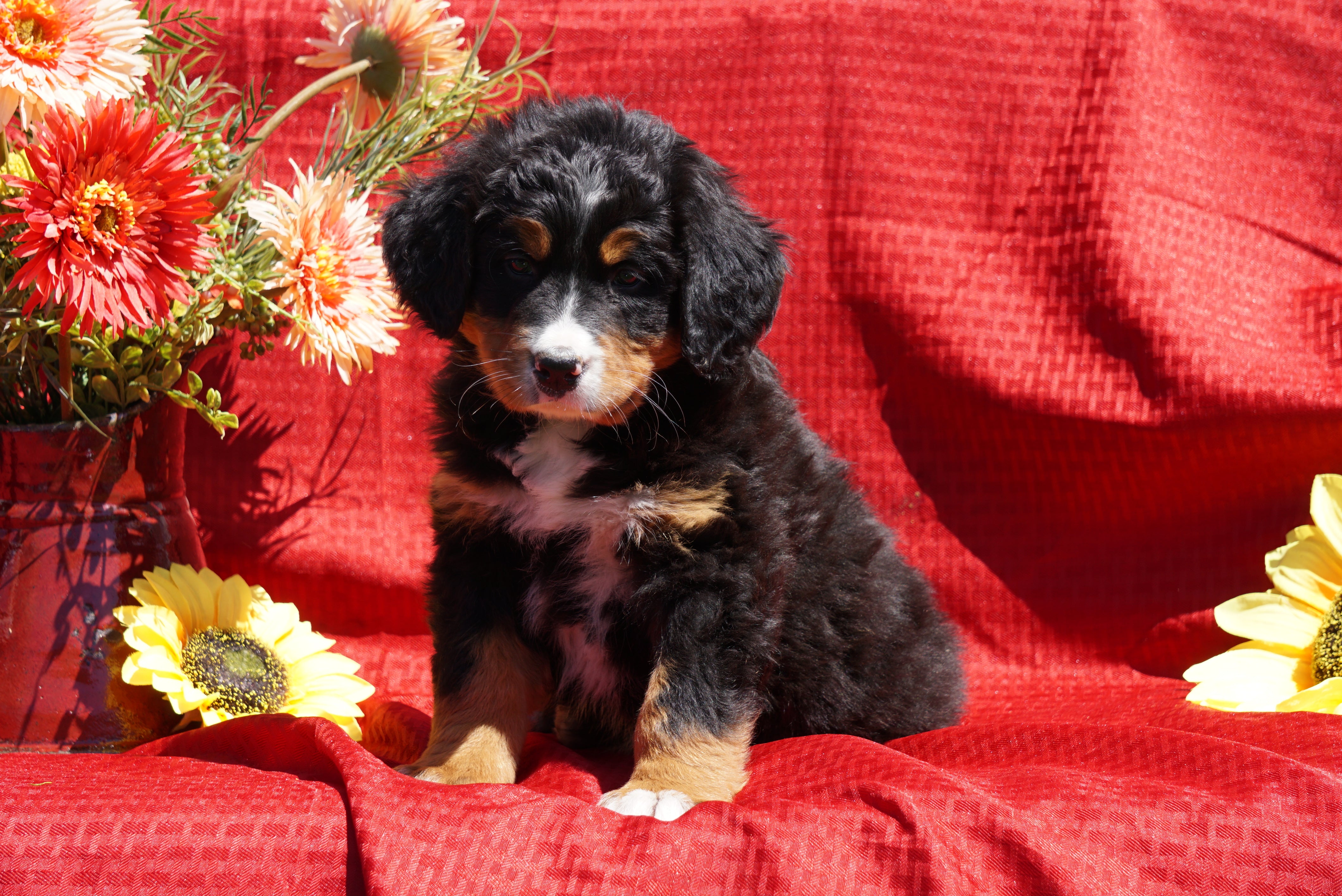 AKC Registered Bernese Mountain Dog Puppy For Sale Baltic ...