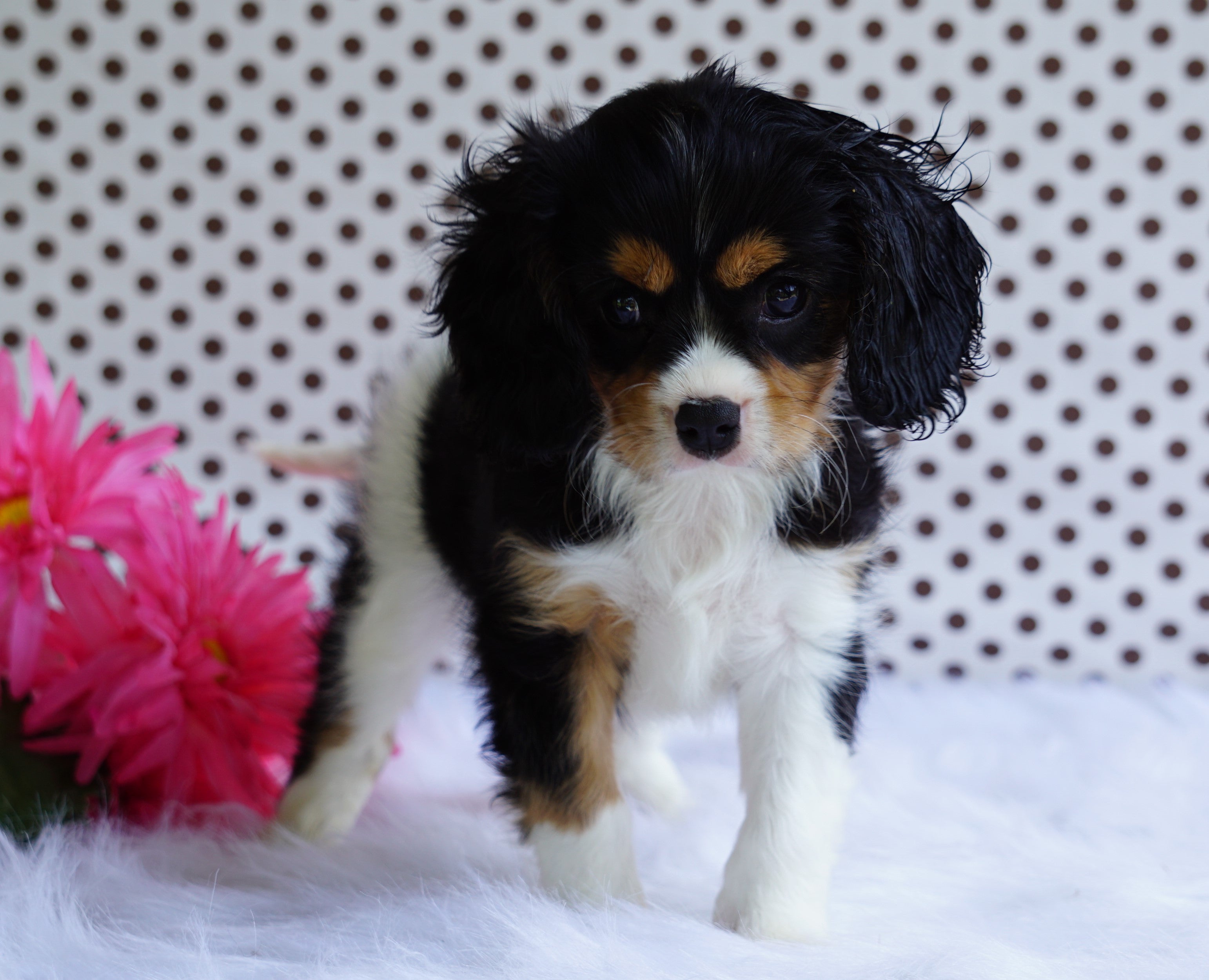 cavalier king charles spaniel cost