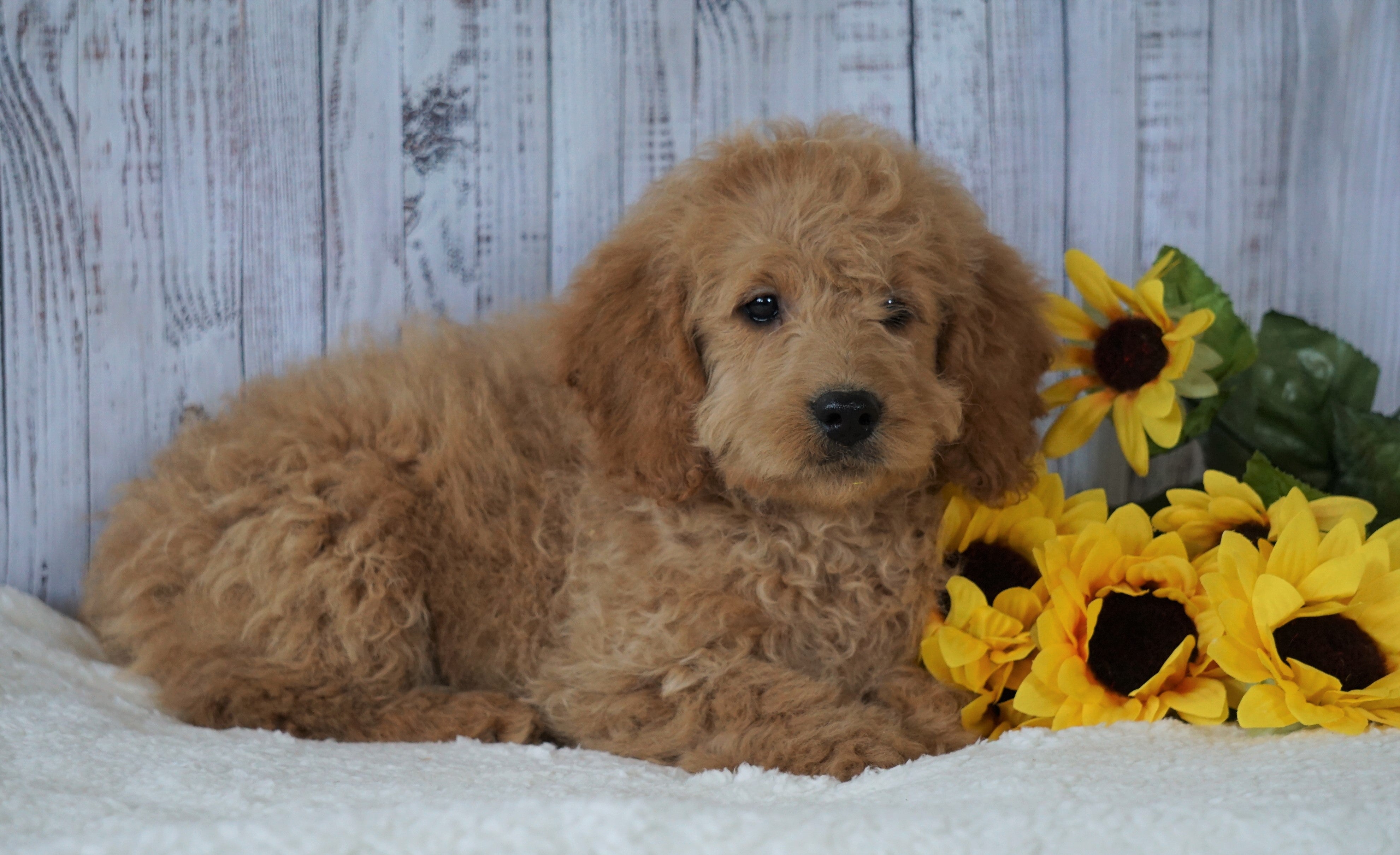 F1B Mini Goldendoodle For Sale Holmesville, OH Male ...