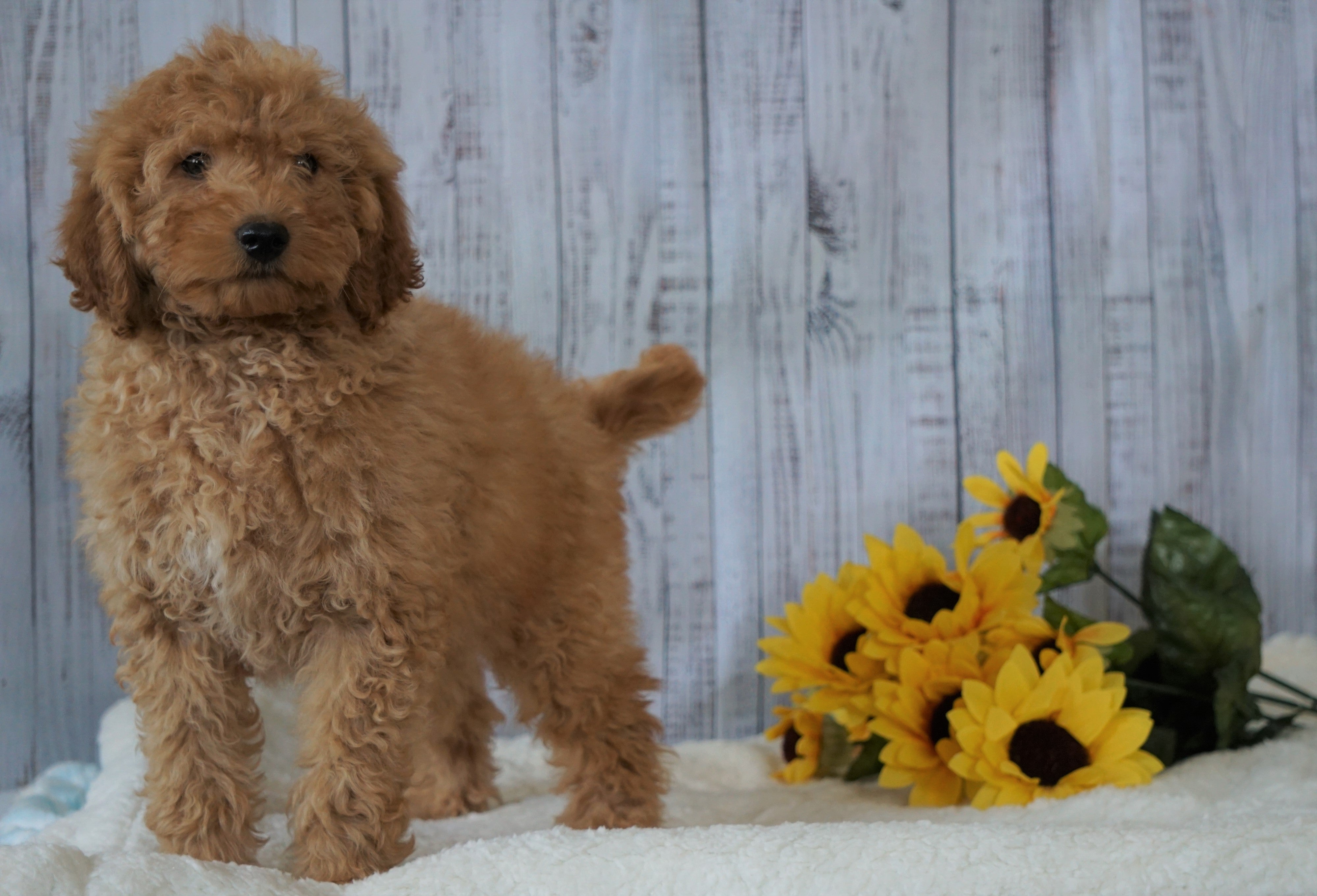 F1B Mini Goldendoodle For Sale Holmesville OH Male Chase AC Puppies LLC