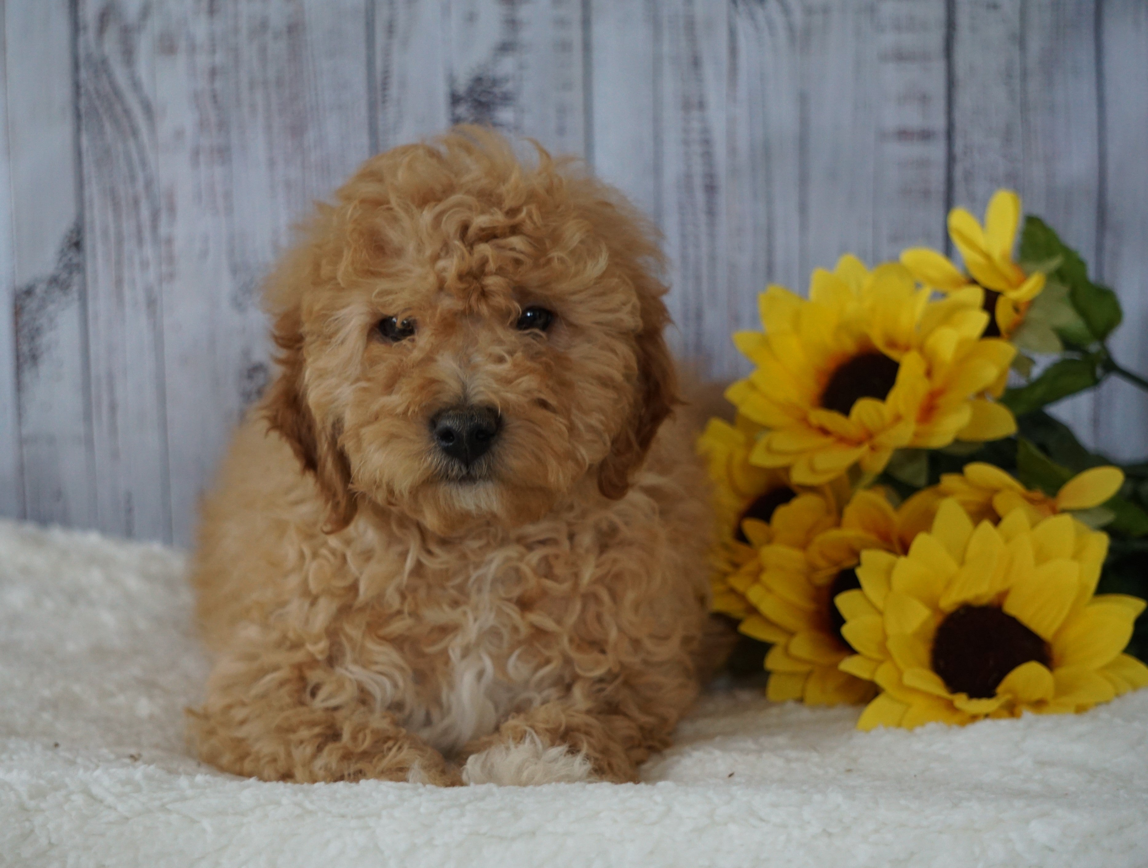 F1B Mini Goldendoodle For Sale Holmesville OH Male Jeff AC Puppies LLC