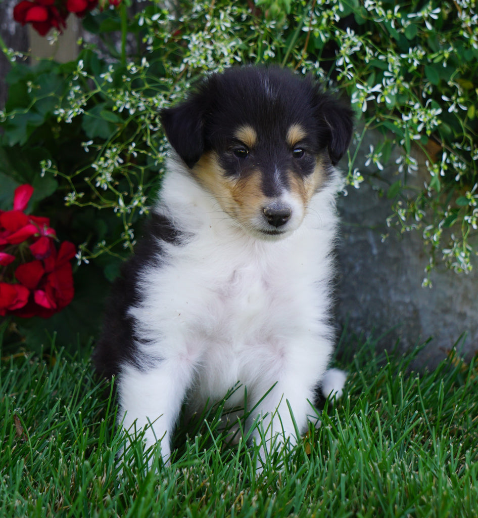 AKC Registered Lassie Collie For Sale Fredericksburg, OH Male- Tyler ...