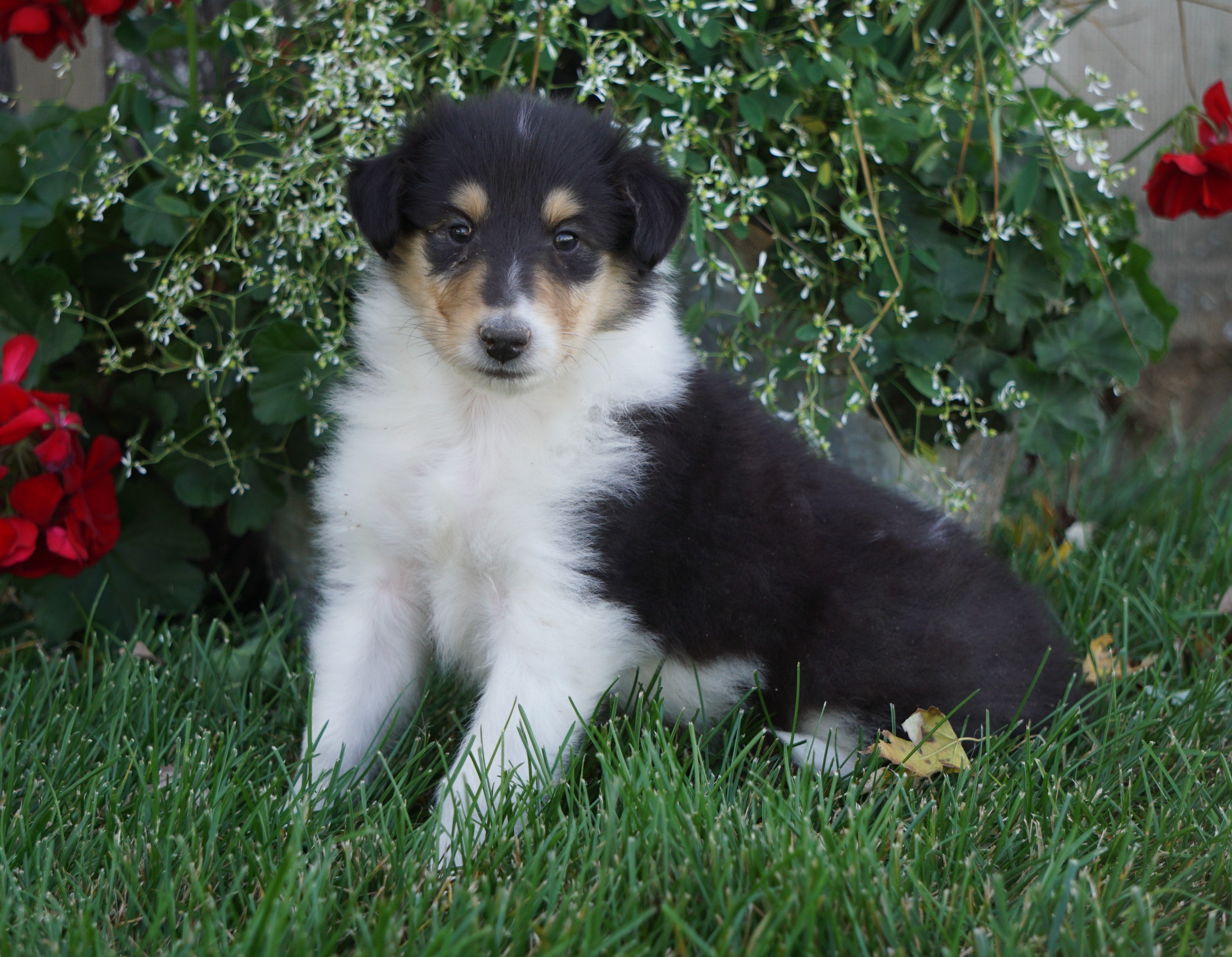 AKC Registered Lassie Collie For Sale Fredericksburg, OH Male- Tyler ...