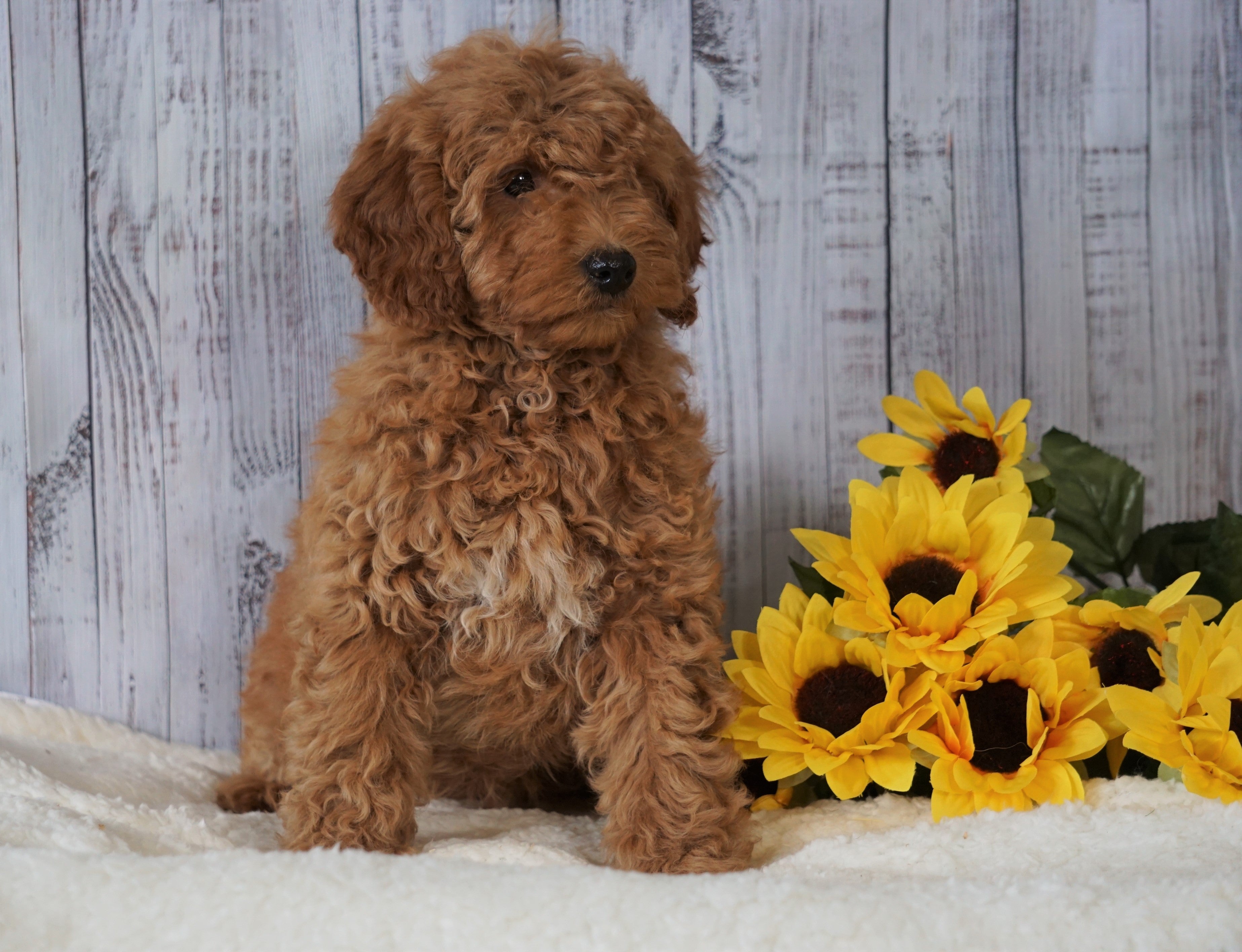 F1B Mini Goldendoodle For Sale Holmesville OH Female Amber AC