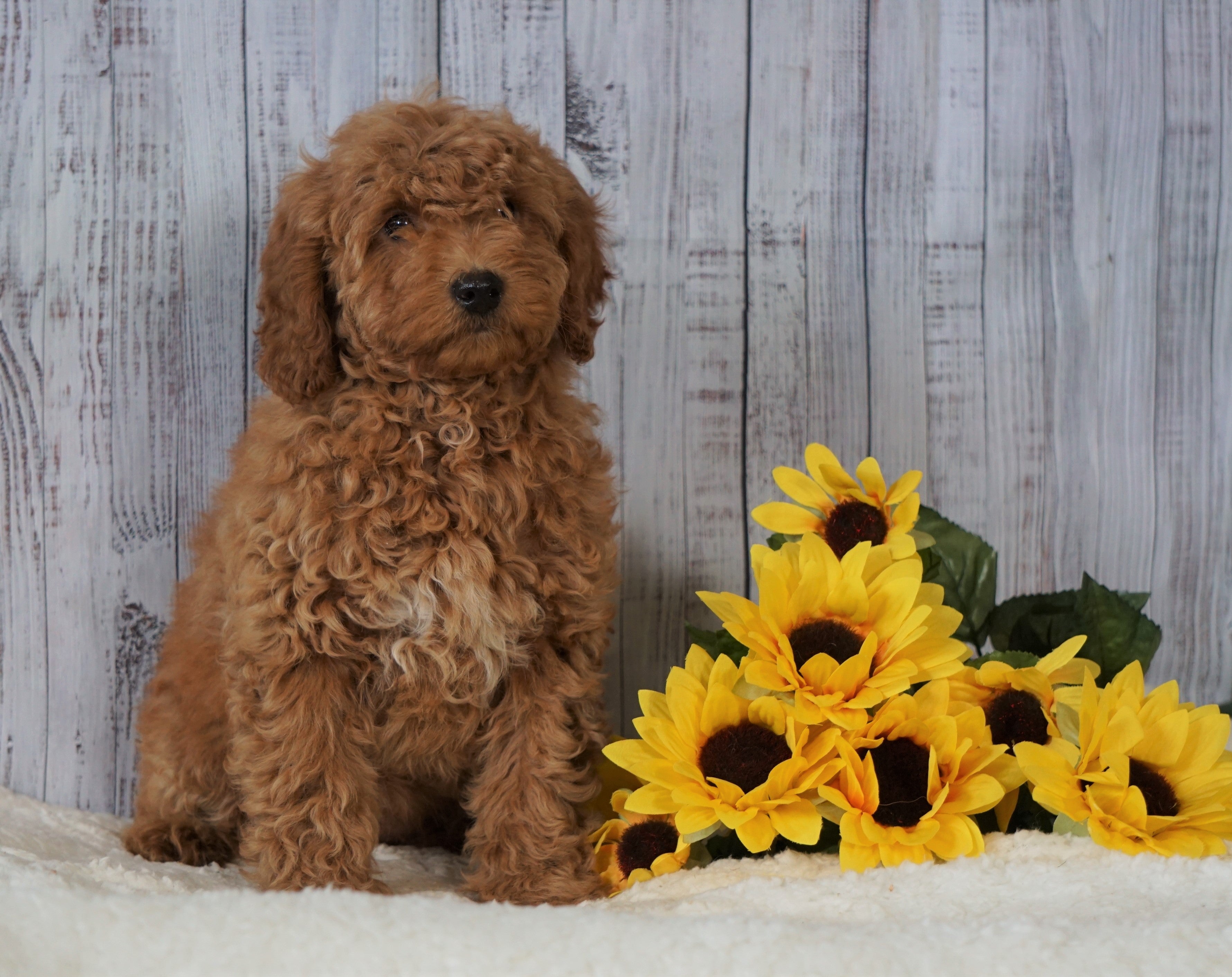 F1B Mini Goldendoodle For Sale Holmesville OH Female Amber AC