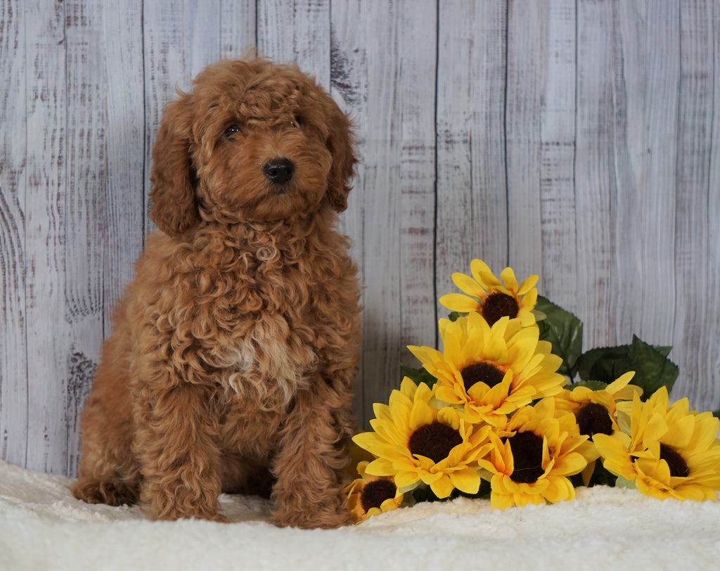 F1B Mini Goldendoodle For Sale Holmesville OH Female Amber AC   DSC00673 1024x1024 