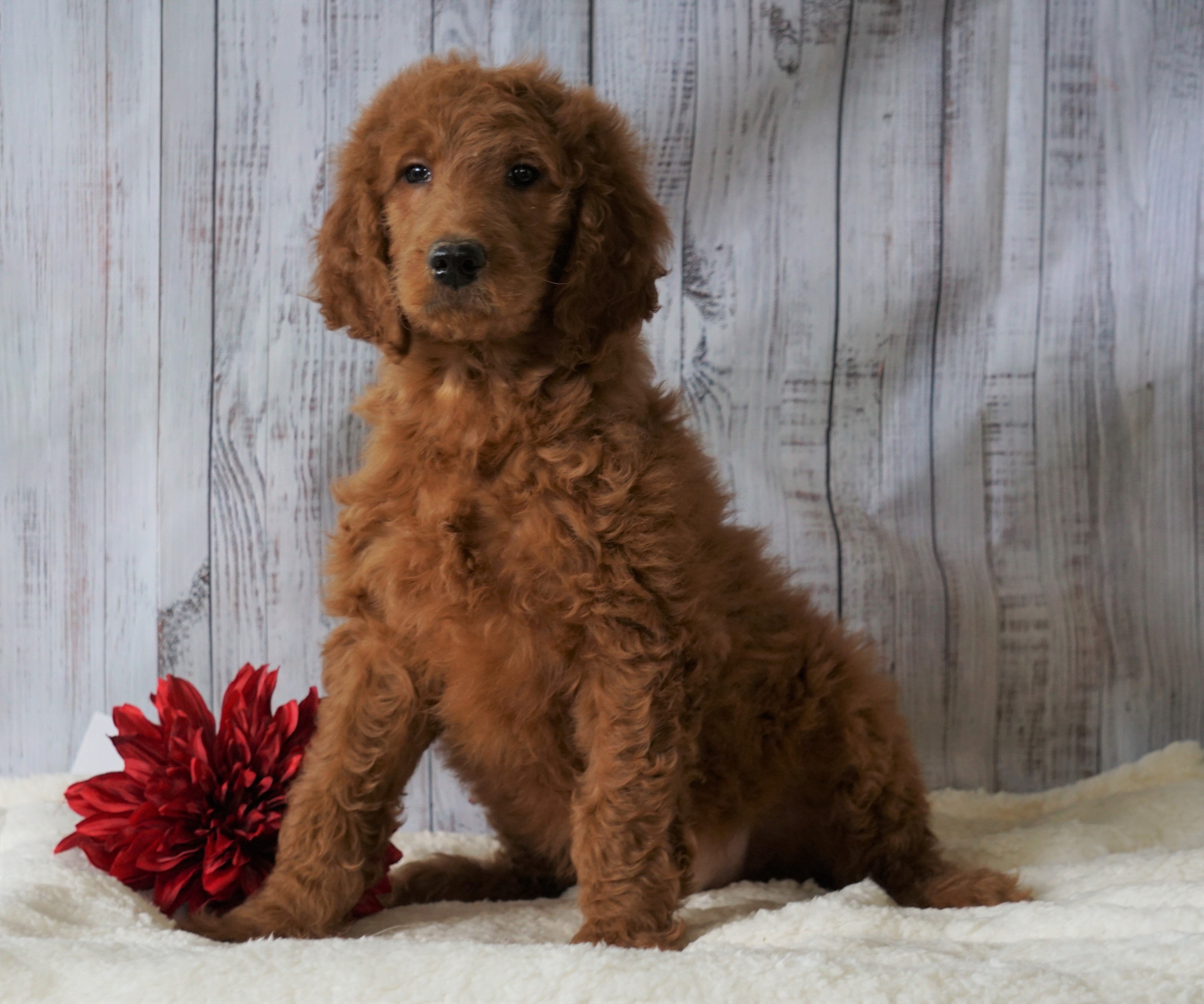 F1B Standard Goldendoodle For Sale Holmesville, OH Male Shane AC