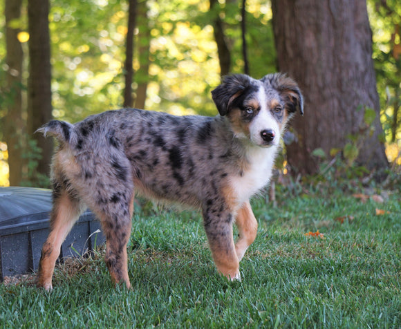 Border Collie Australian Shepherd Mix Ac Puppies Llc