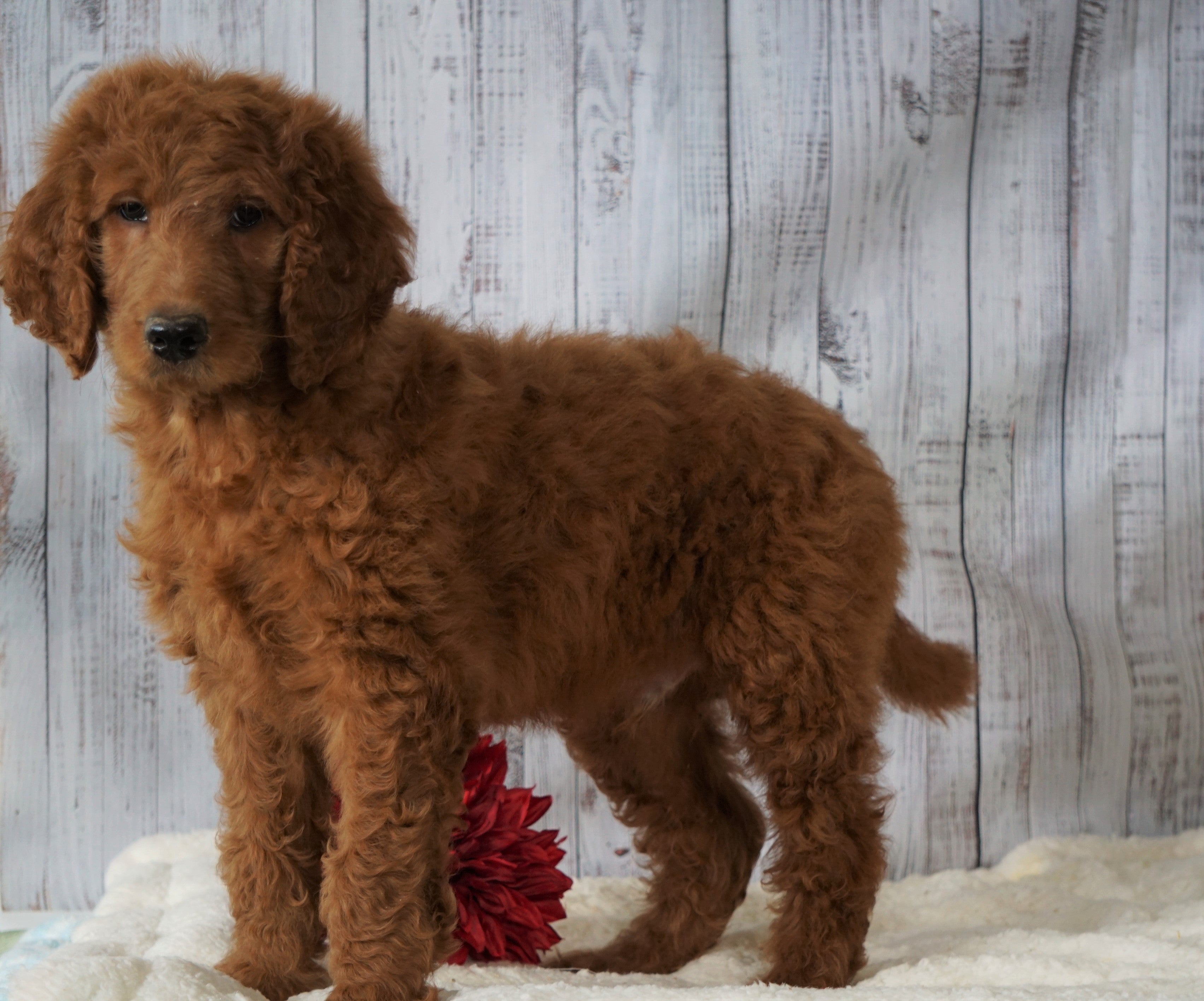 F1B Standard Goldendoodle For Sale Holmesville, OH Male Shane AC