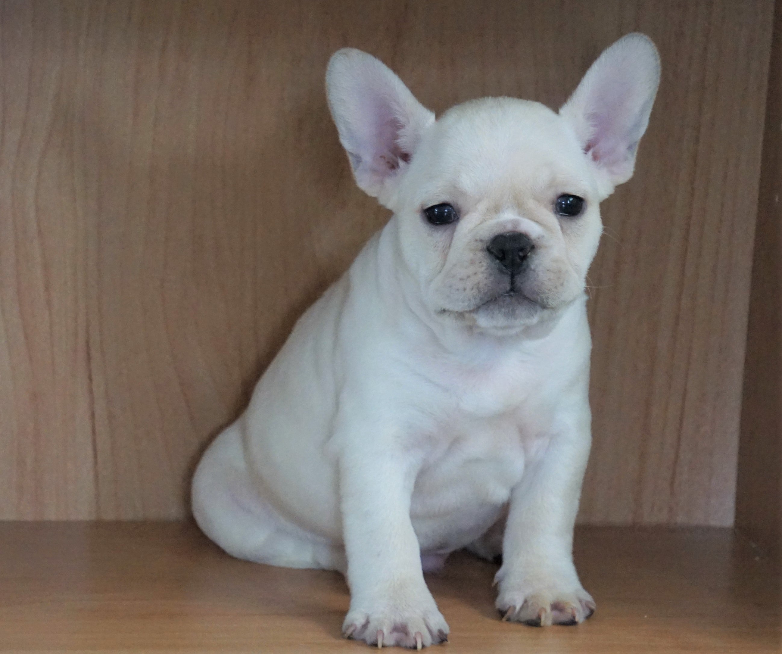 CKC Registered French Bulldog For Sale Millersburg, OH Male- Lucas – AC ...