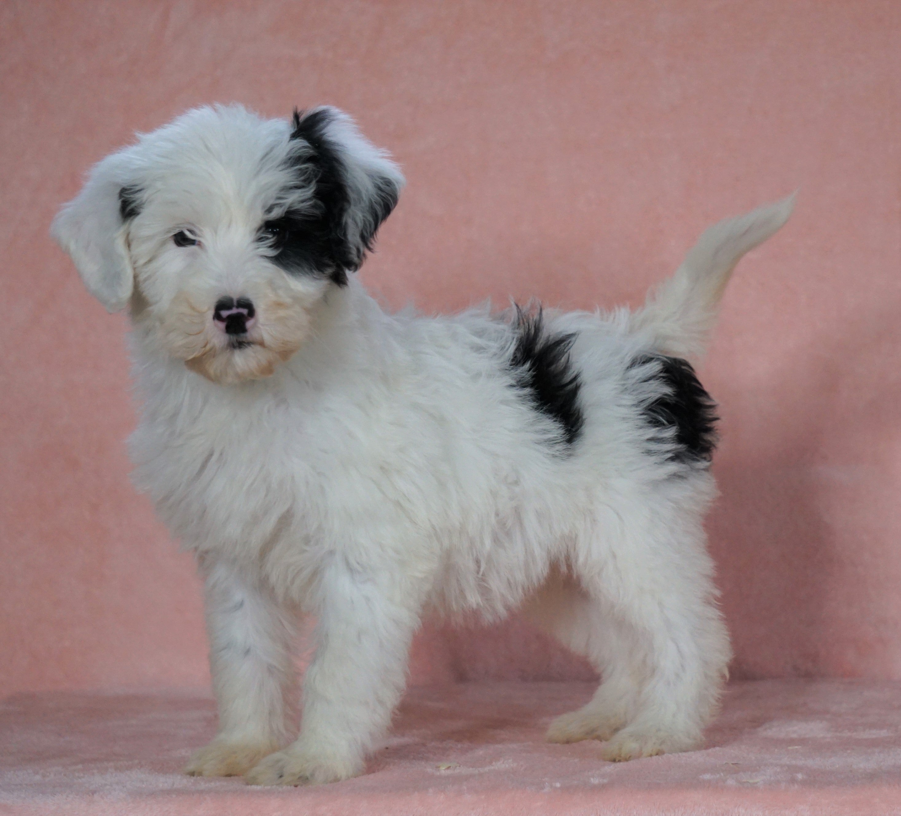 f1b sheepadoodle