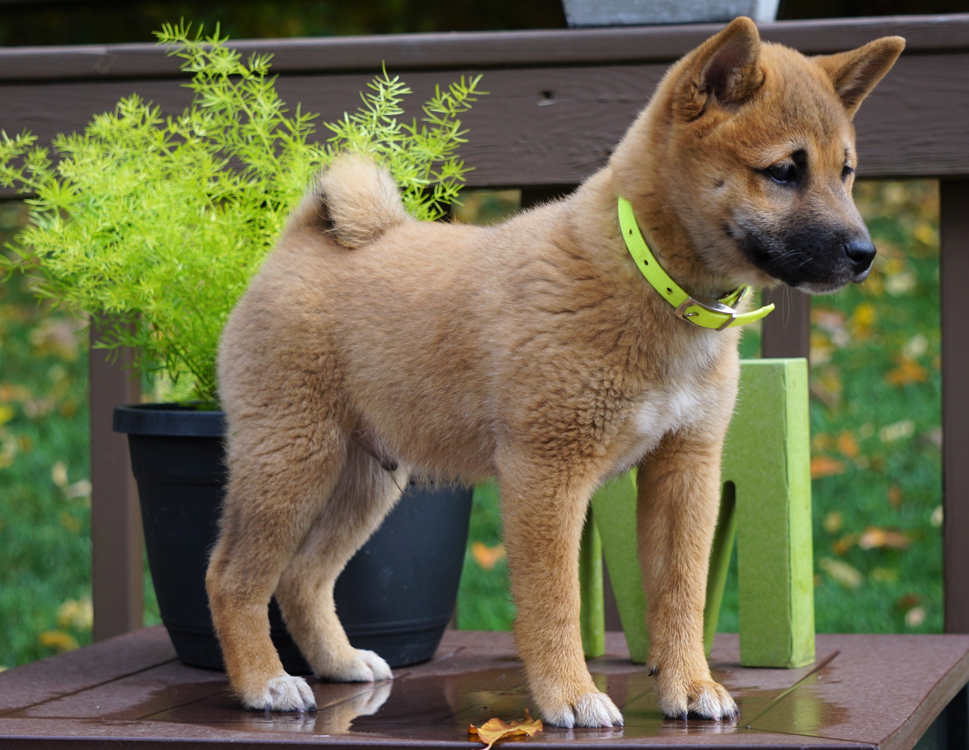 Shiba : Shiba Inu Puppies For Sale | Los Angeles, CA ...