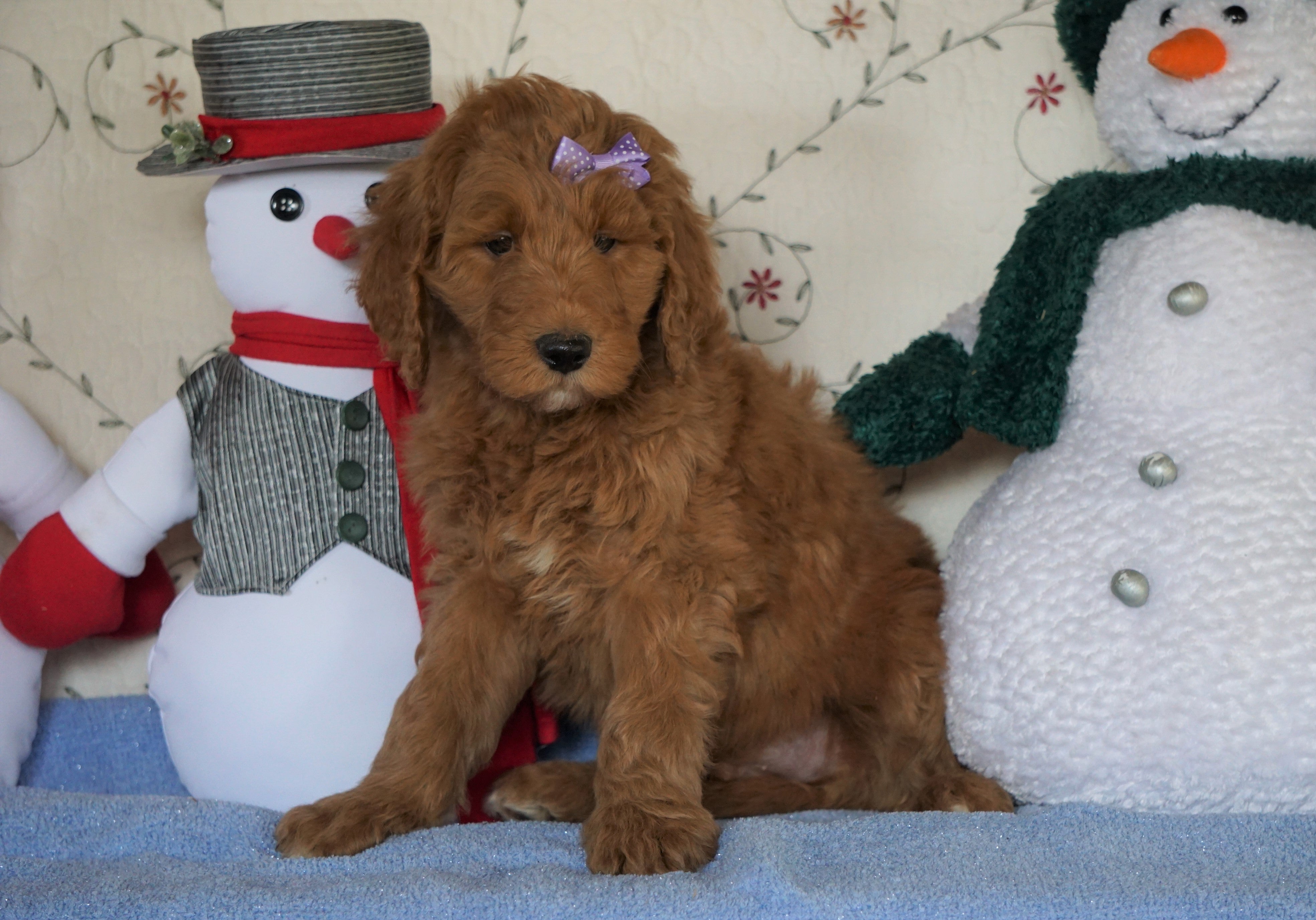 Standard F1B Goldendoodle For Sale Sugarcreek, OH Male ...