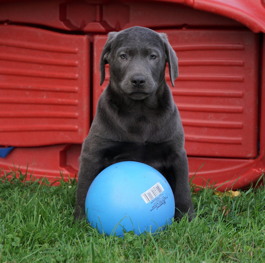 AKC Registered Charcoal Labrador Retriever Puppy For Sale Sugarcreek