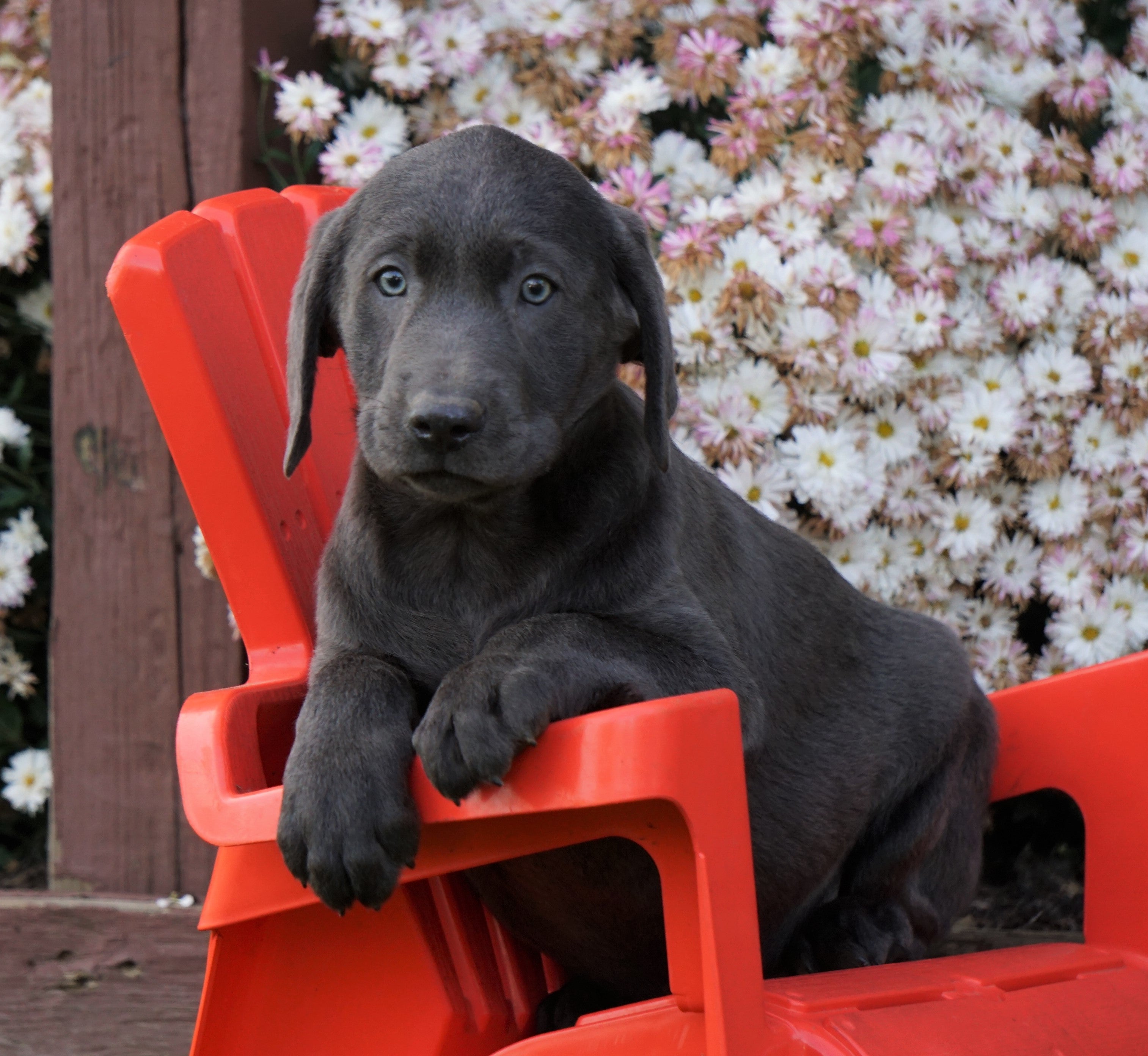 AKC Registered Charcoal Labrador Retriever Puppy For Sale Sugarcreek