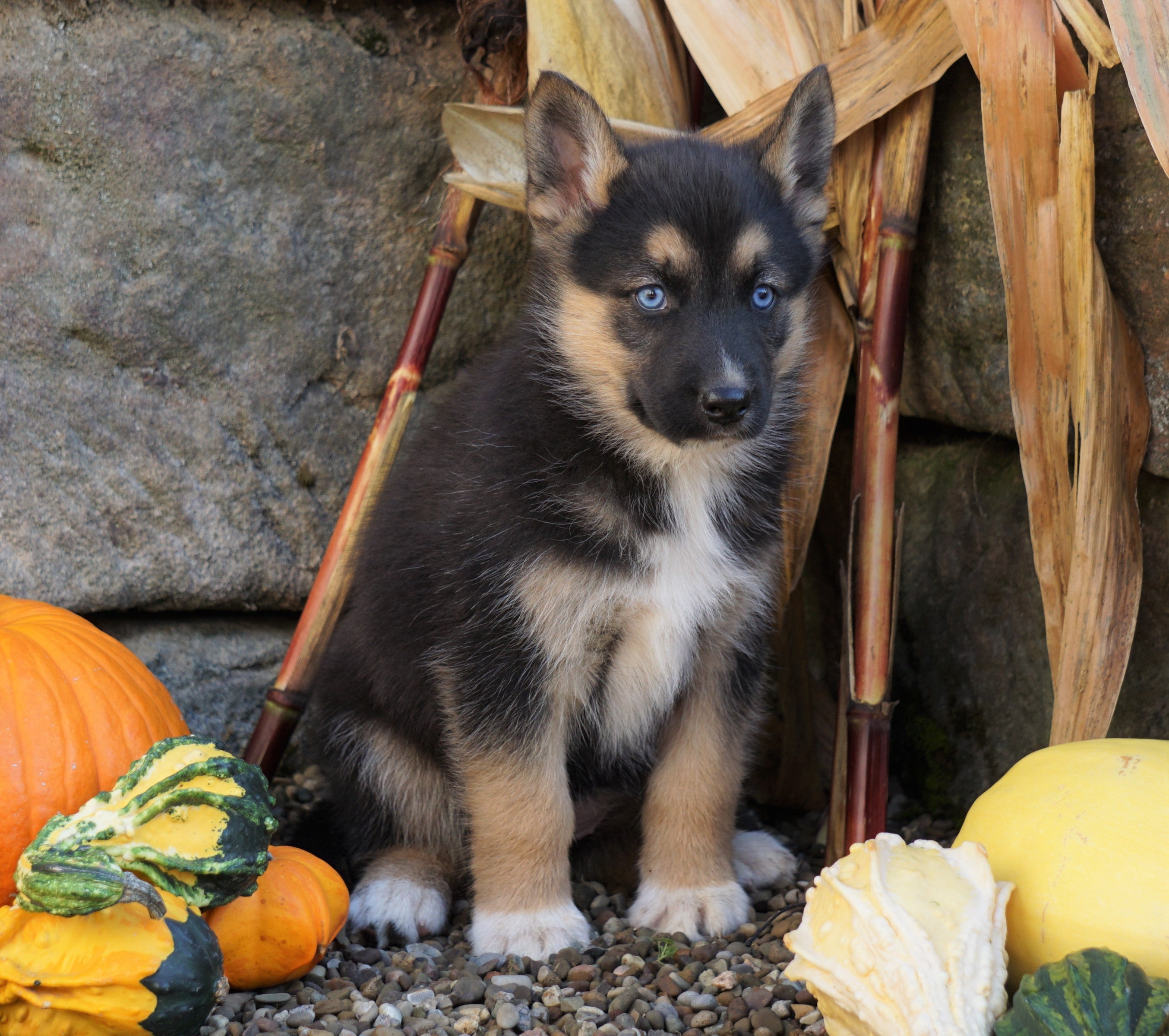 All 92+ Images siberian husky mix with a german shepherd Completed