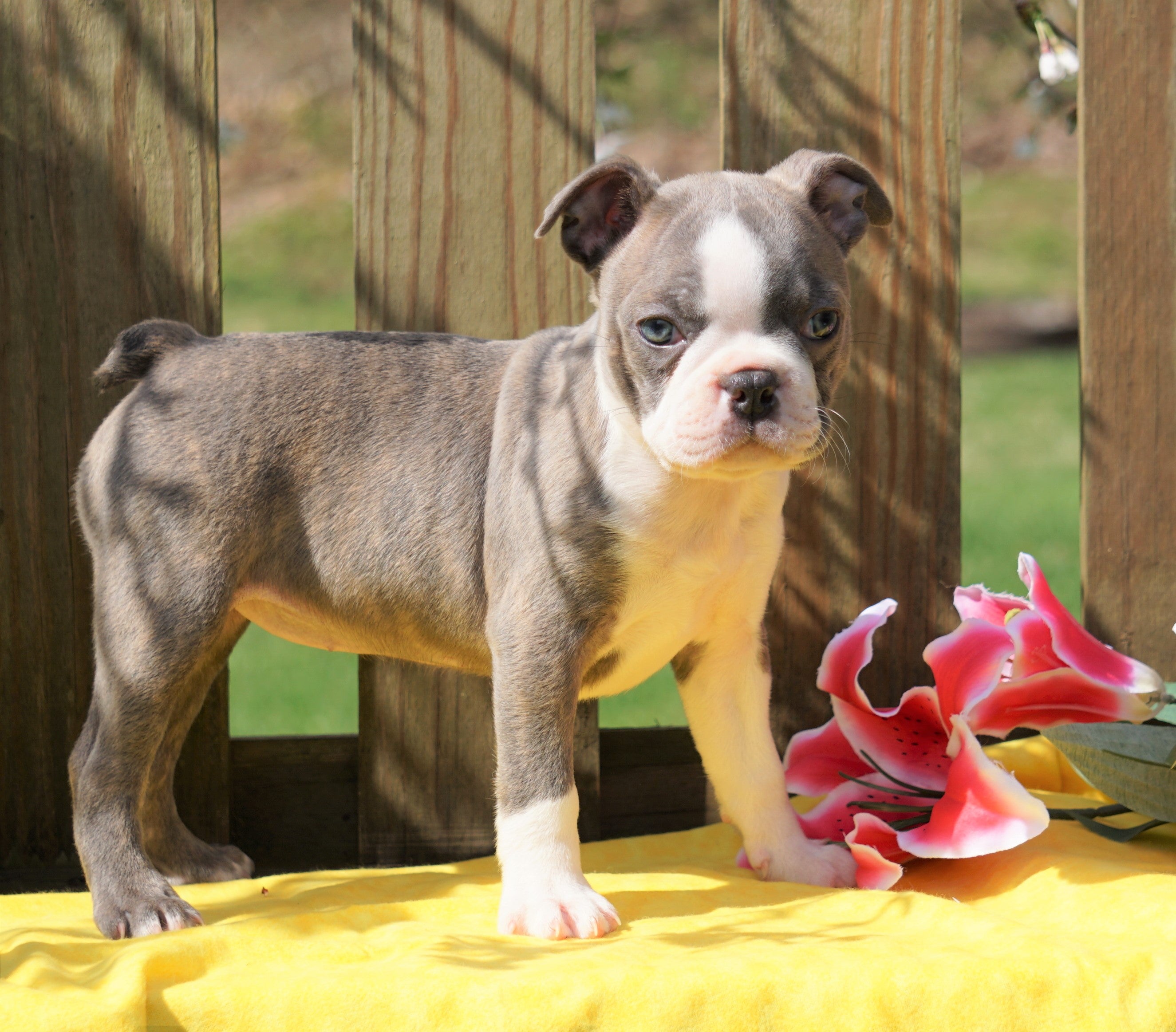 akc boston terriers for sale