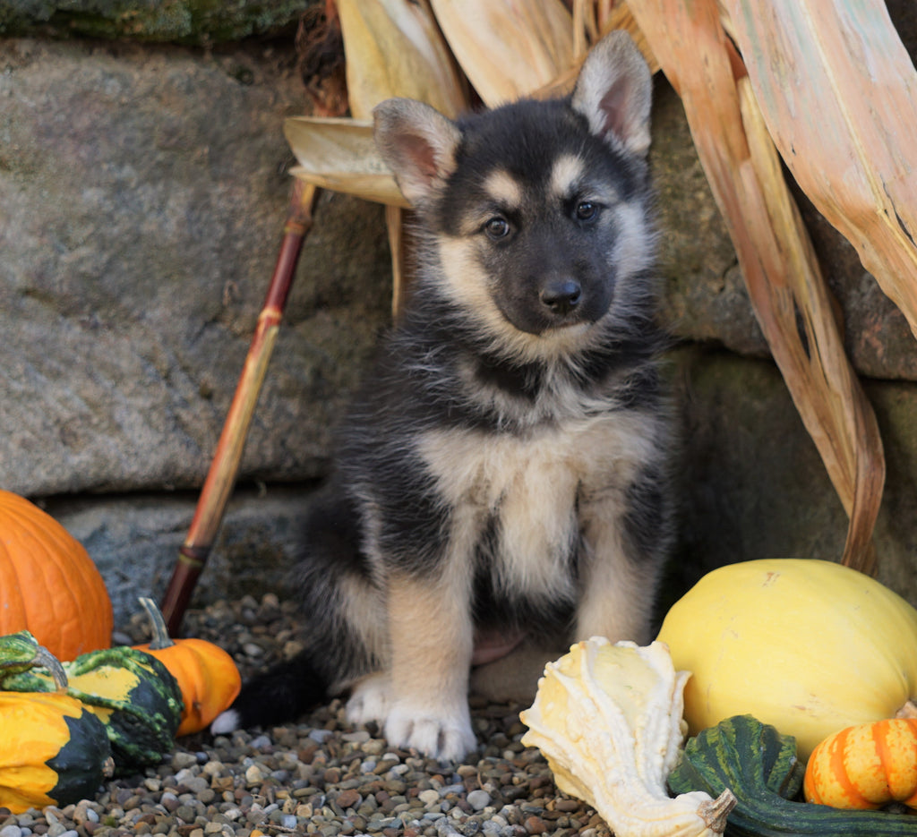 German Shepherd/ Siberian Husky Mix For Sale Millersburg, OH Female- P