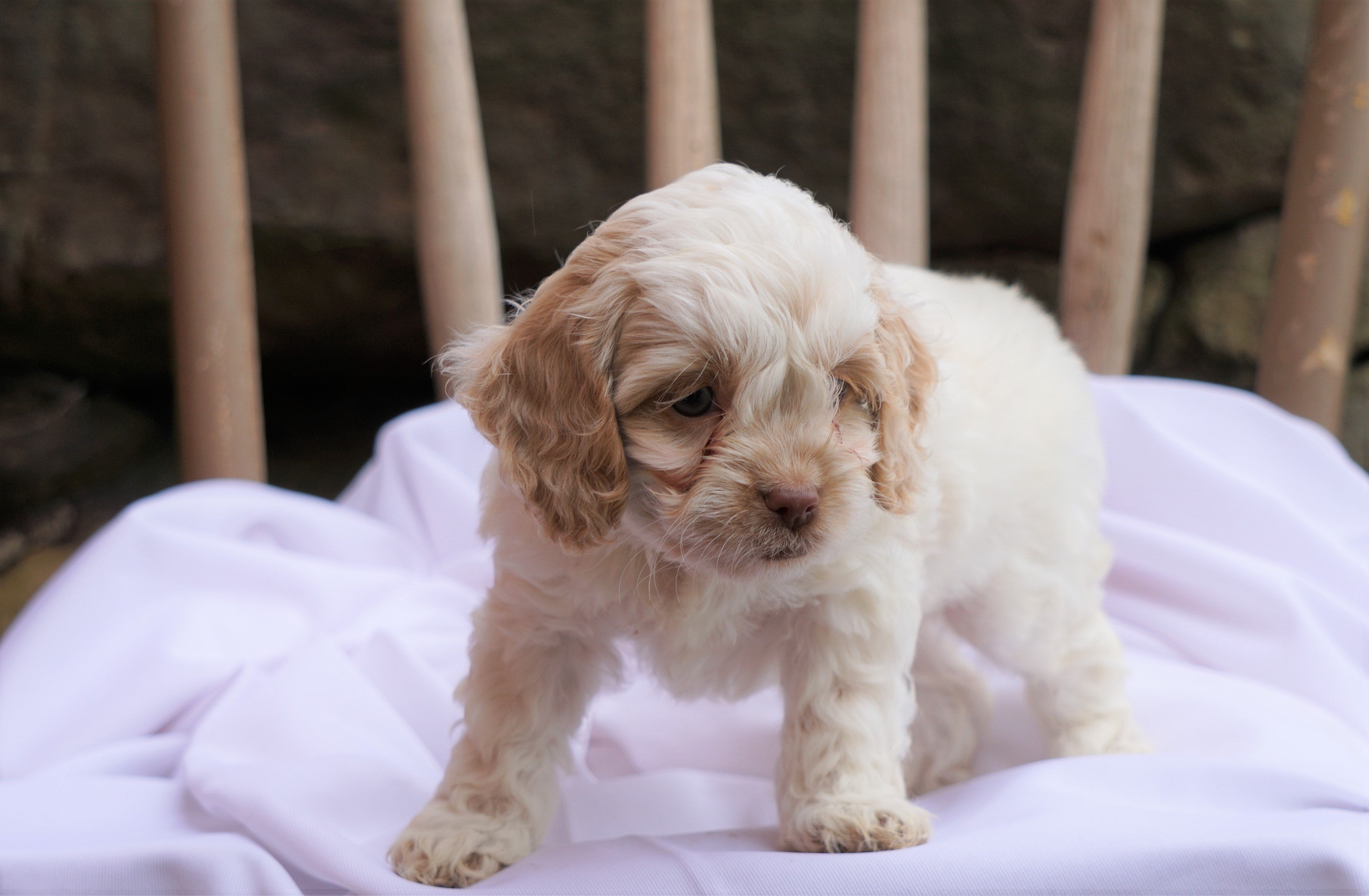 Cockapoo Puppy For Sale Millersburg, Oh Male- Houston  Ac -4449