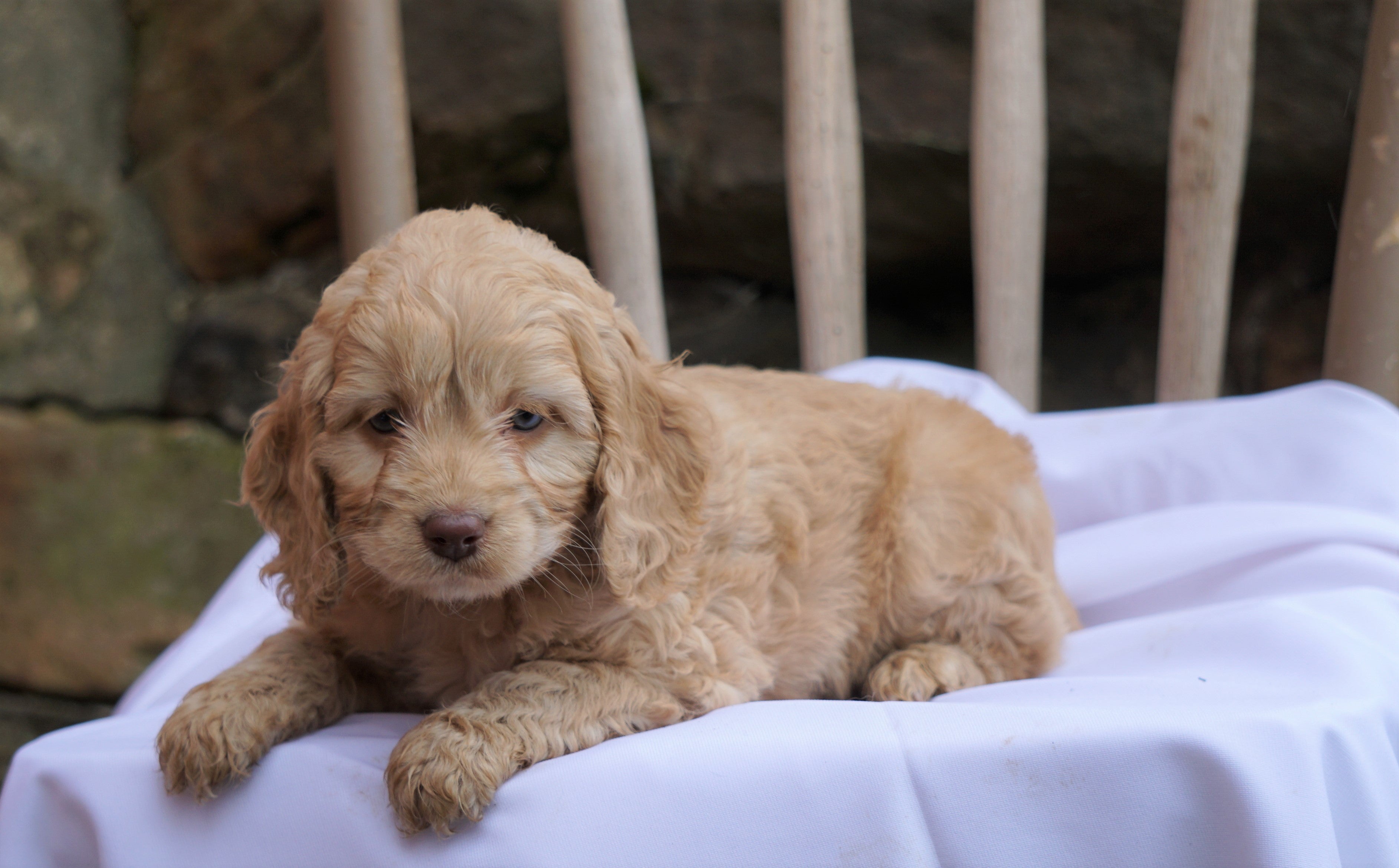 Cockapoo Puppy For Sale Millersburg, OH Male- Tommy - AC Puppies LLC