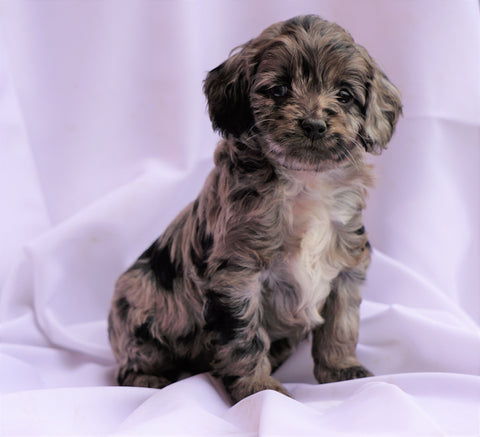 Cockapoo Puppy For Sale Millersburg, OH Female- Tika - AC ...