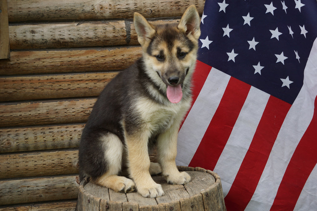 German Shepherd/ Siberian Husky For Sale Fredericksburg OH Female Kate