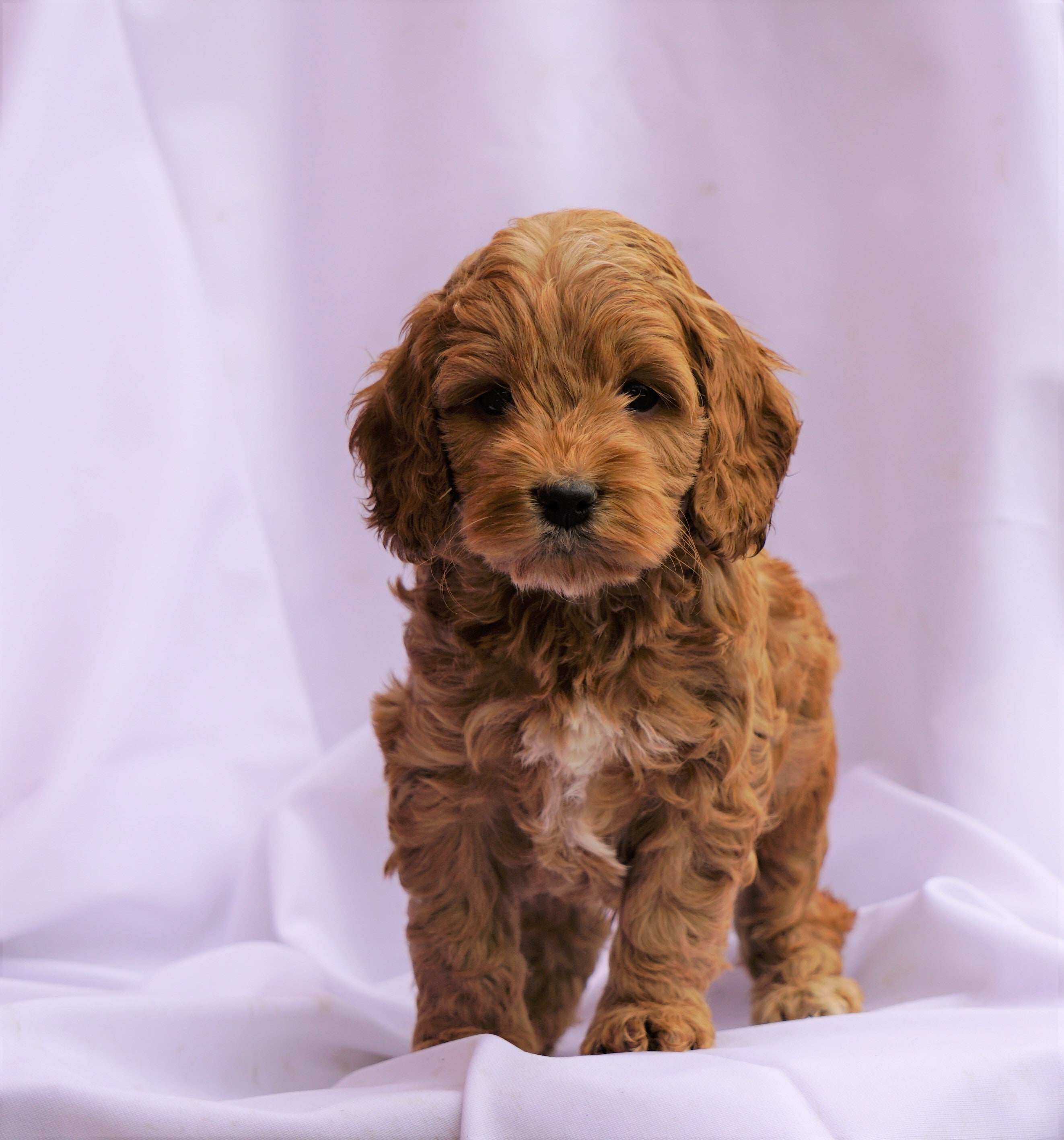 red cockapoo puppies for sale