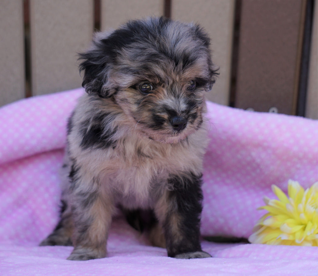 Mini Aussiedoodle For Sale Fredericksburg, OH Female- Lily ...