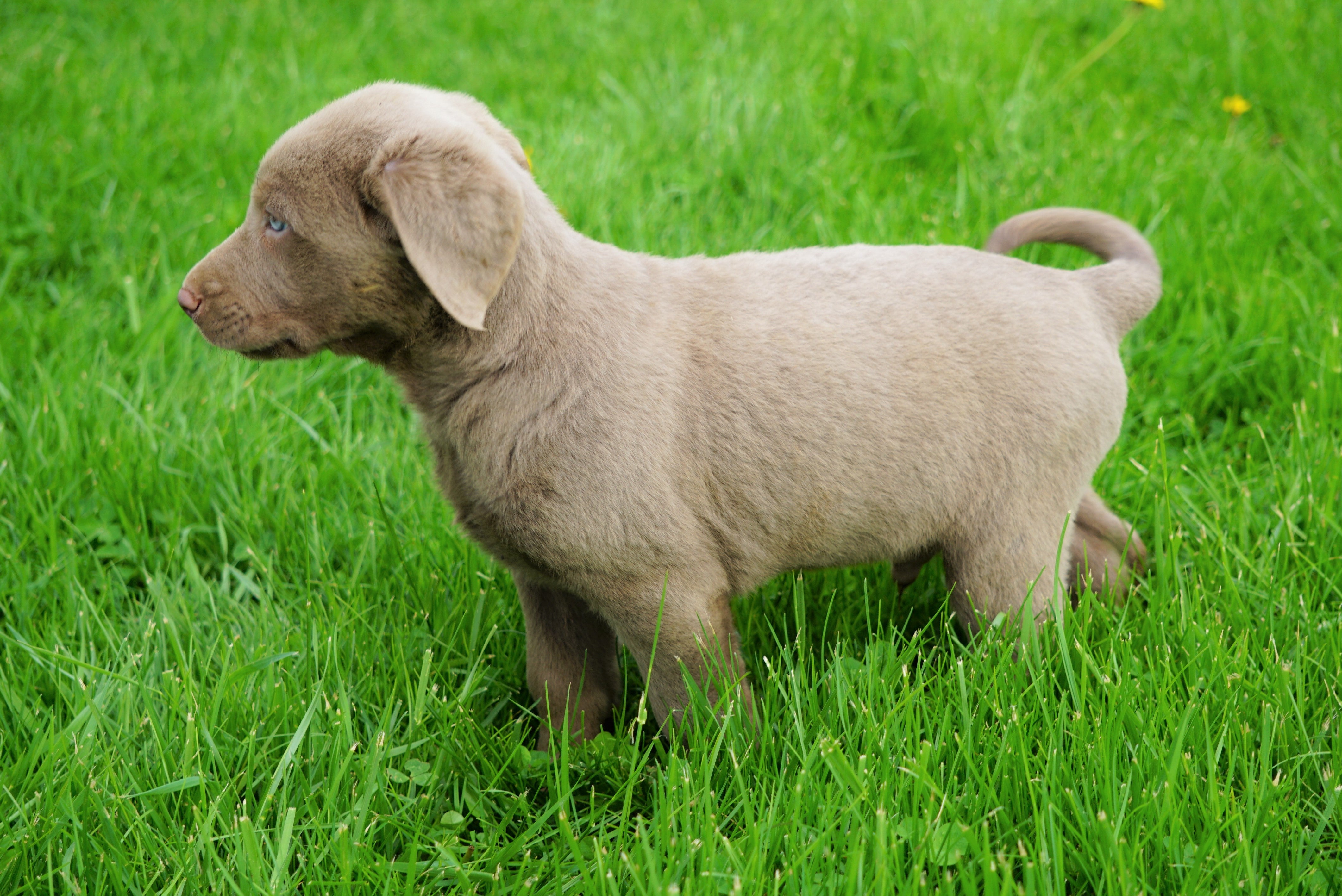 AKC Registered Silver Labrador Retriever For Sale Sugar ...