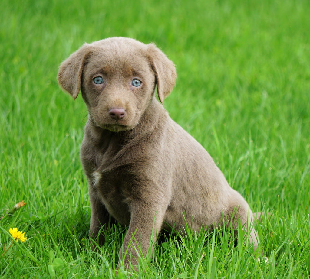 AKC Registered Silver Labrador Retriever For Sale Sugar ...