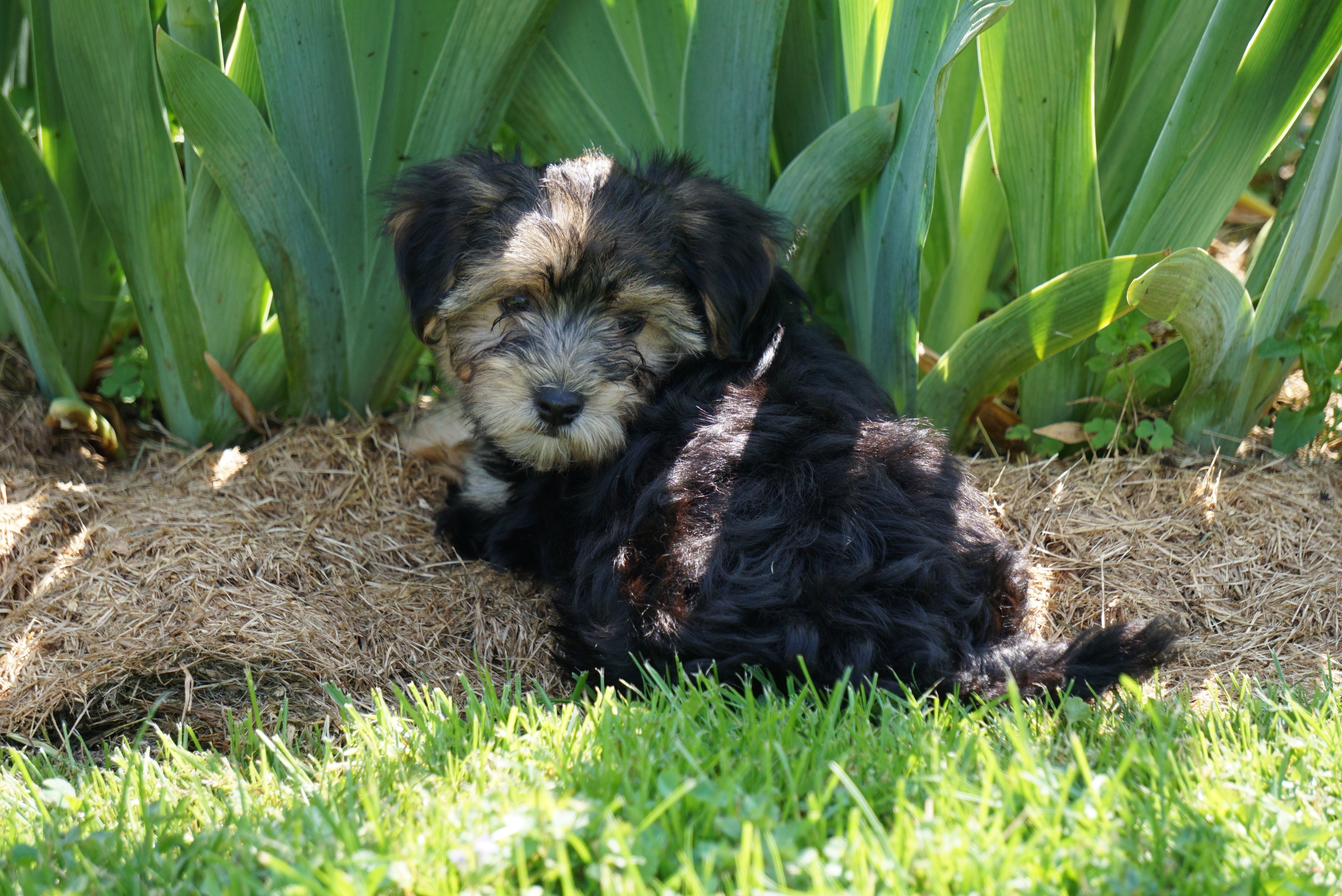 Morkie Puppy For Sale Millersburg OH Female Rita – AC ...