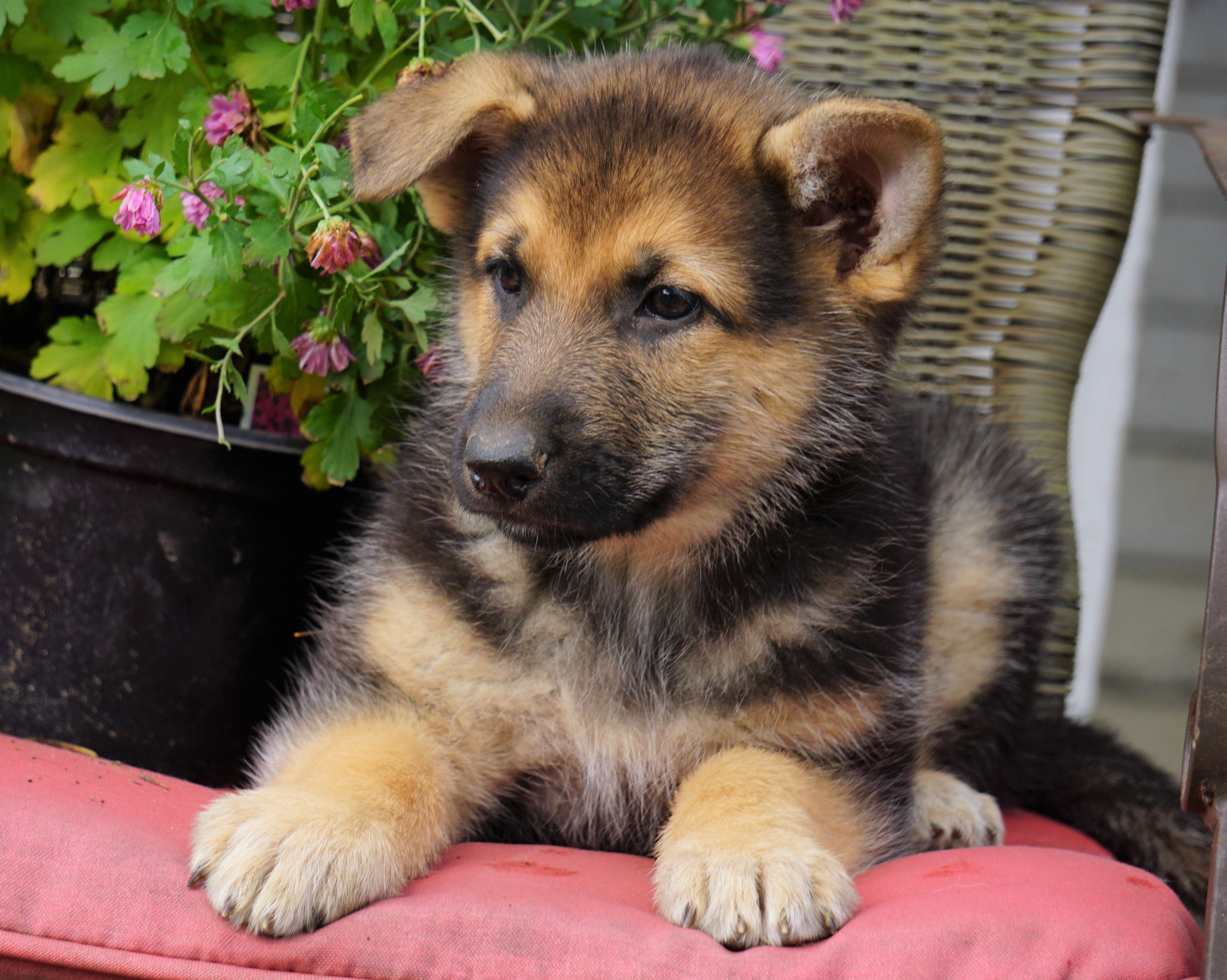 German Shepherd Puppies for Sale Near Me AKC Registered - wide 1