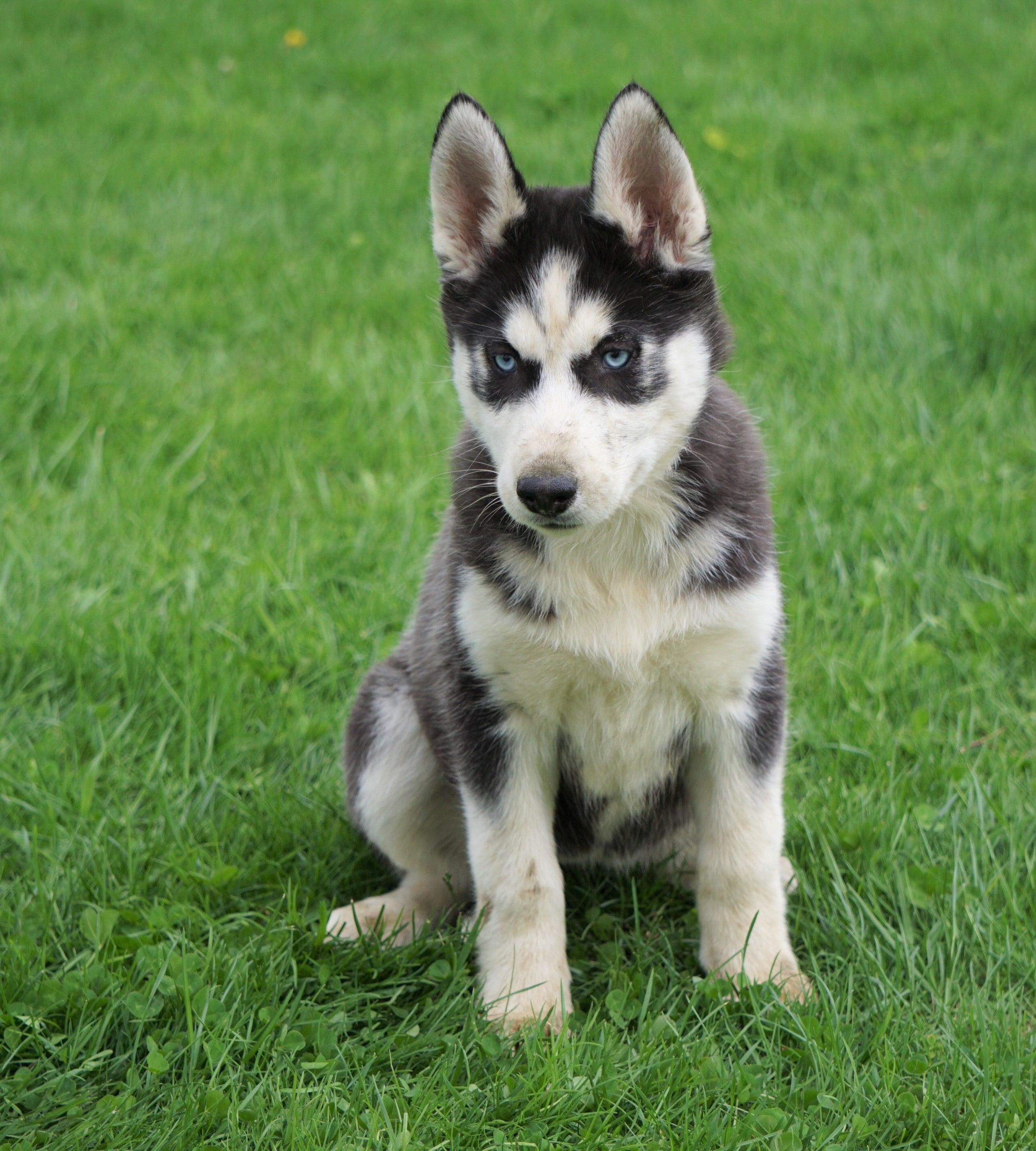 AKC Registered Siberian Husky For Sale Sugar Creek, OH Female- Jenny ...