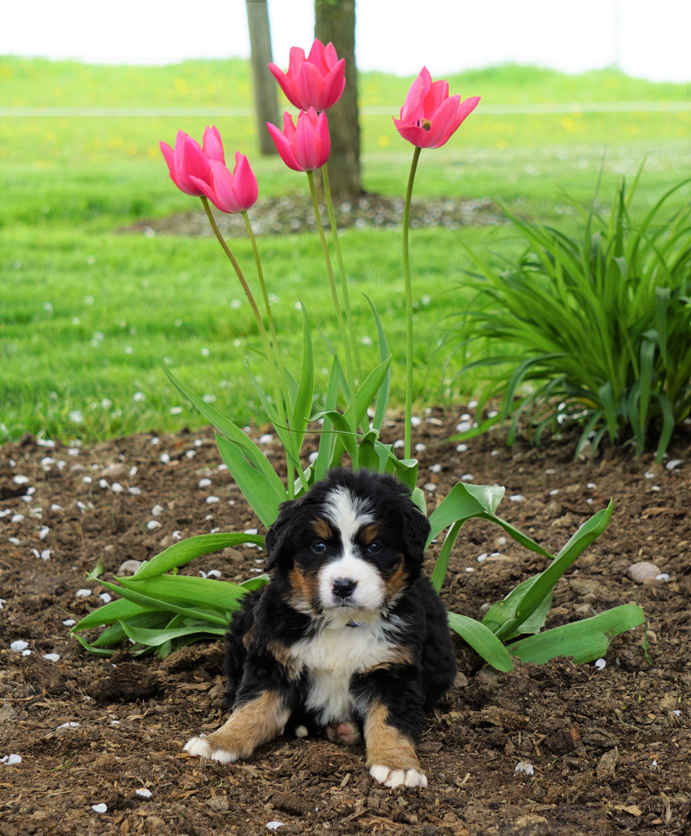 Bernese Mountain Dog Puppies Ohio Cheap - Joy - Bernese Mountain Dog