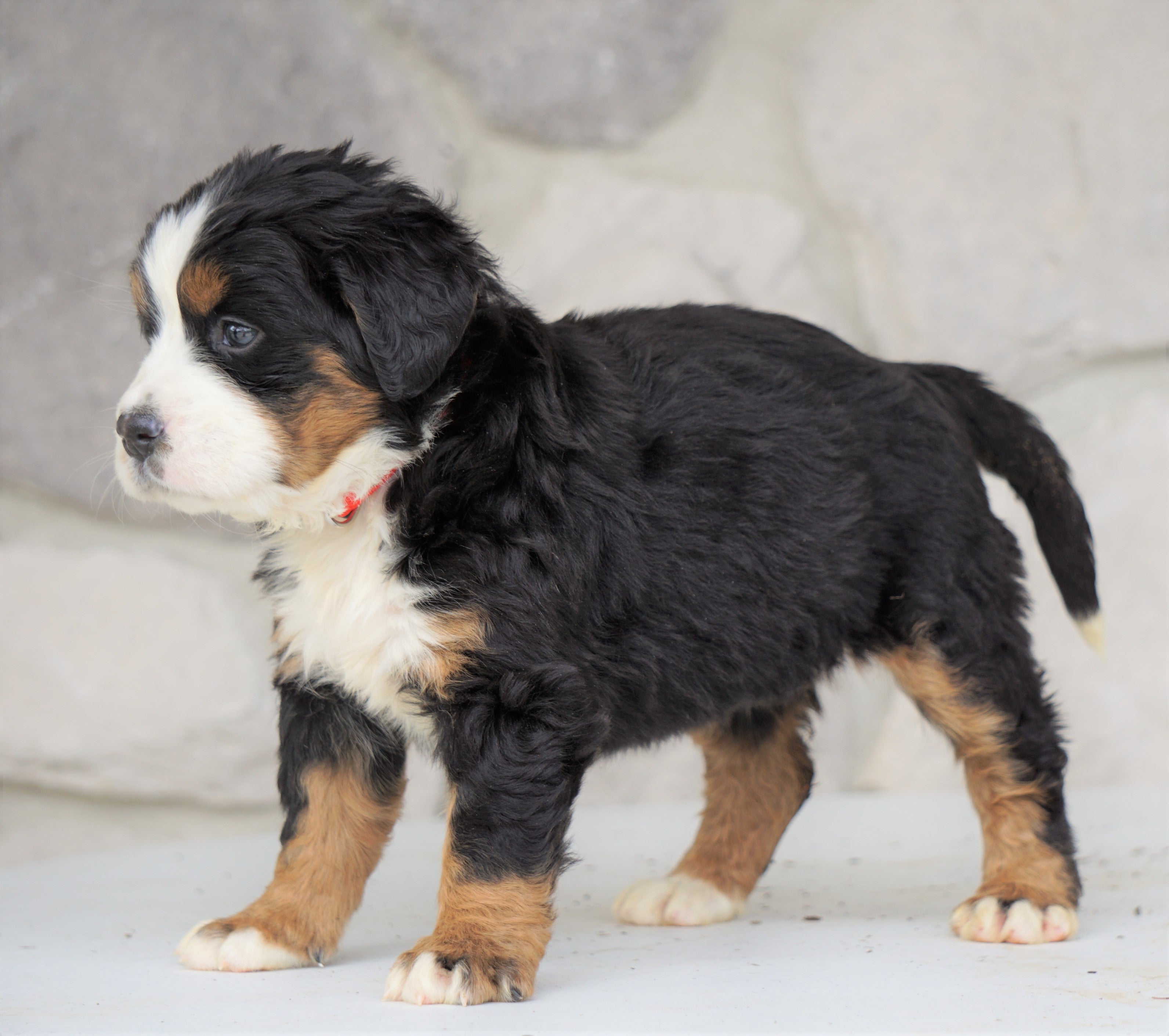 AKC Registered Bernese Mountain Dog For Sale Loudonville ...