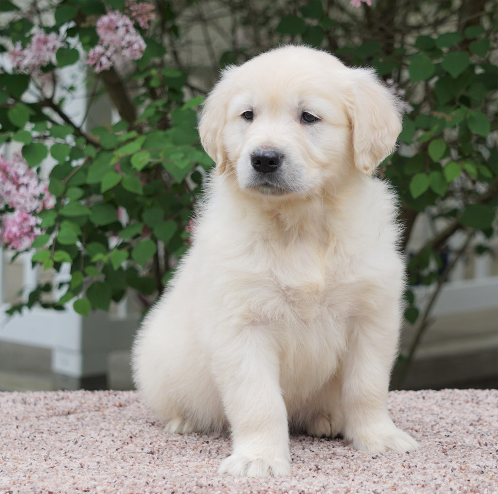 List 94+ Pictures English Cream Golden Retriever Great Pyrenees Mix ...