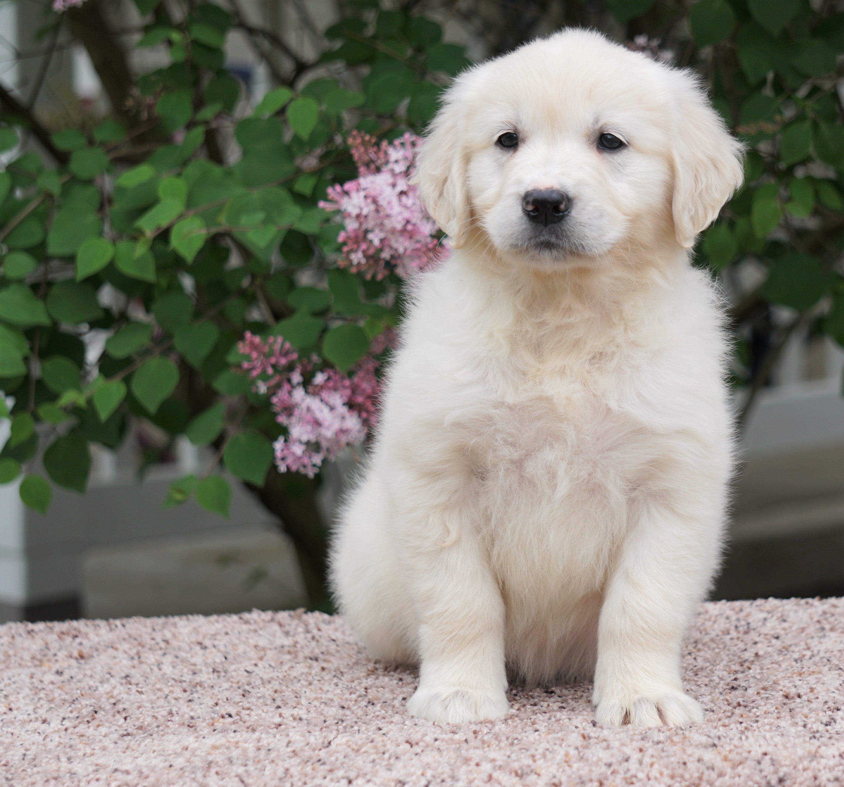 AKC Registered English Cream Golden Retriever For Sale Fredericksburg ...