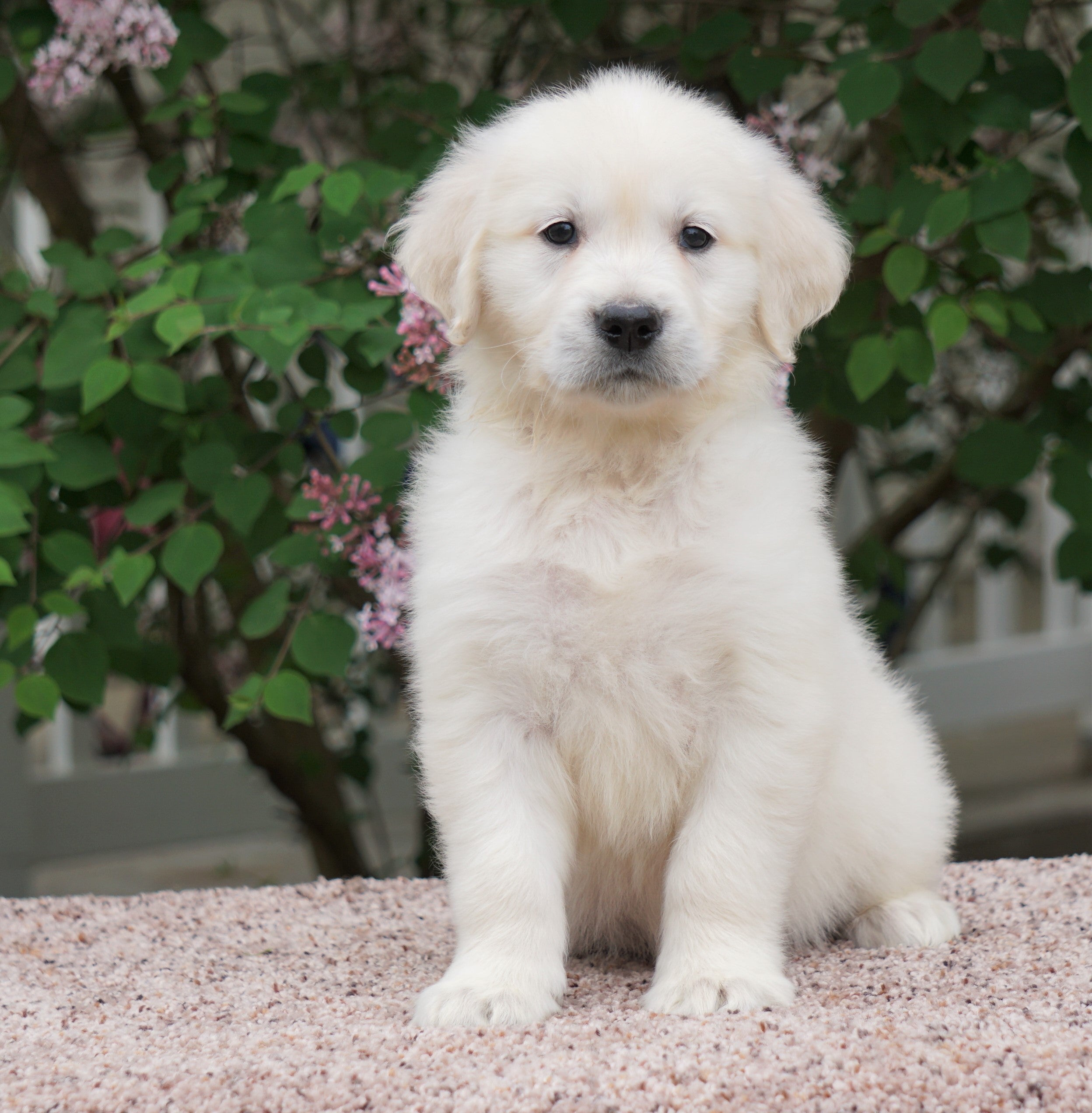 AKC Registered English Cream Golden Retriever For Sale ...