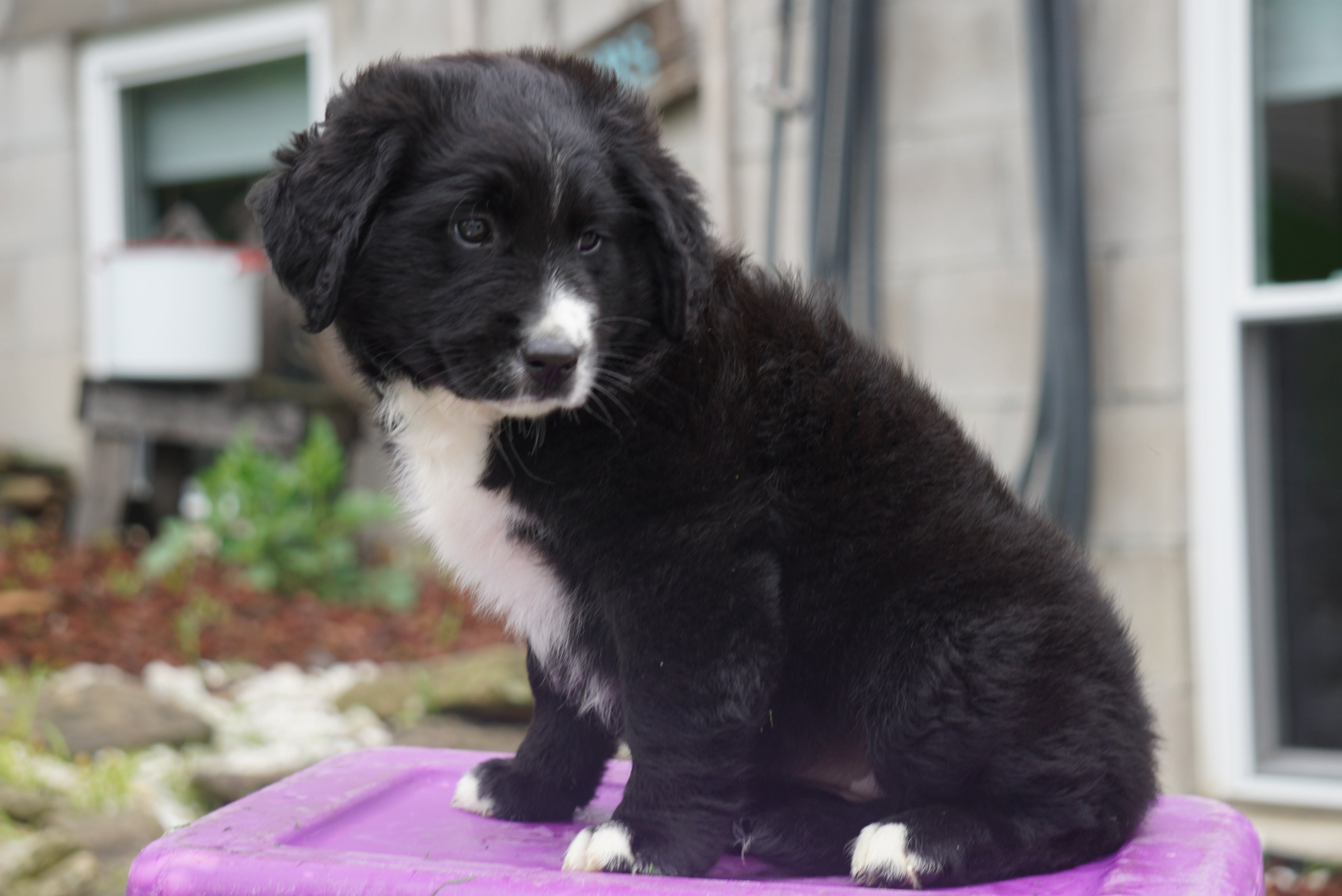 Australian shepherd puppies for sale under $200