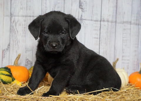 Rottweiler Mix Puppy For Sale Fredericksburg Oh Male Gunner Ac Puppies Llc