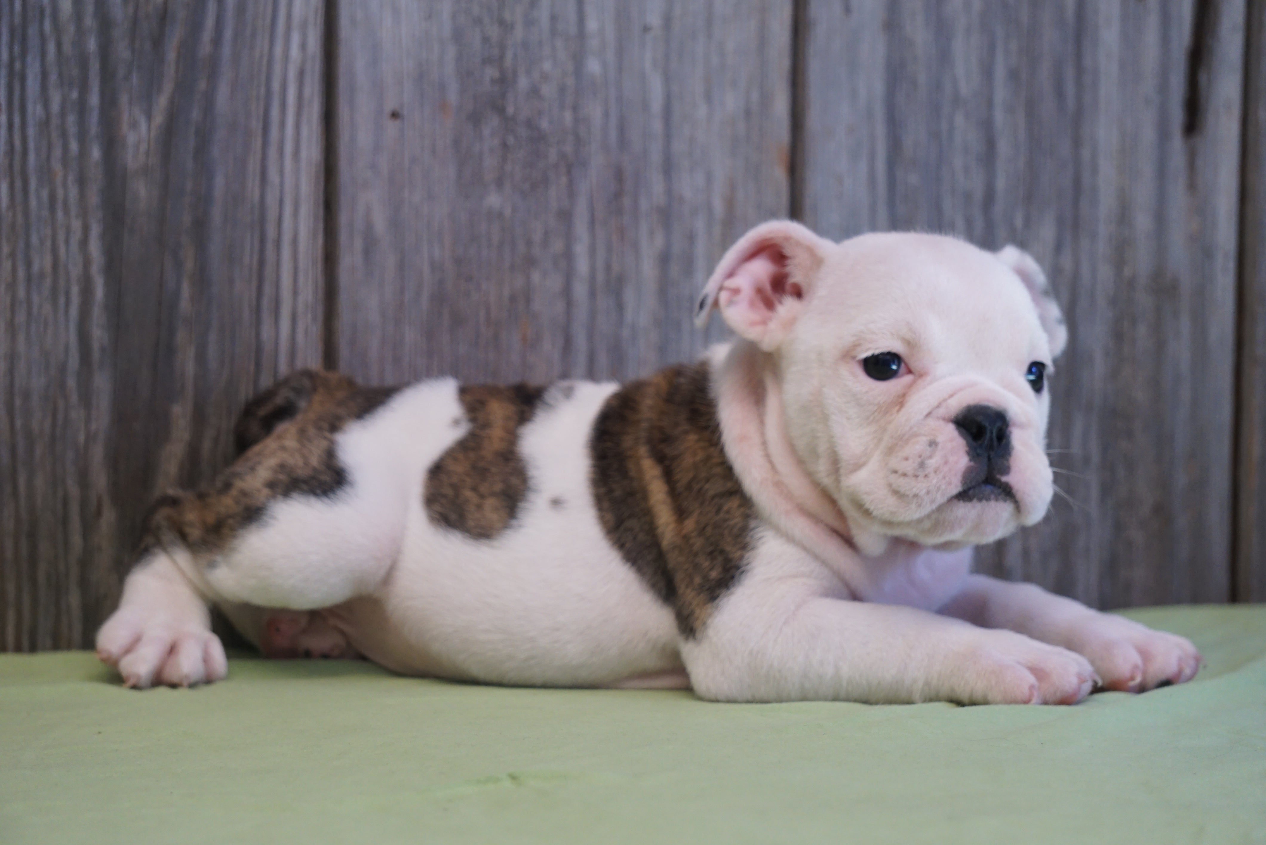 AKC Registered English Bulldog For Sale Fresno, OH Female