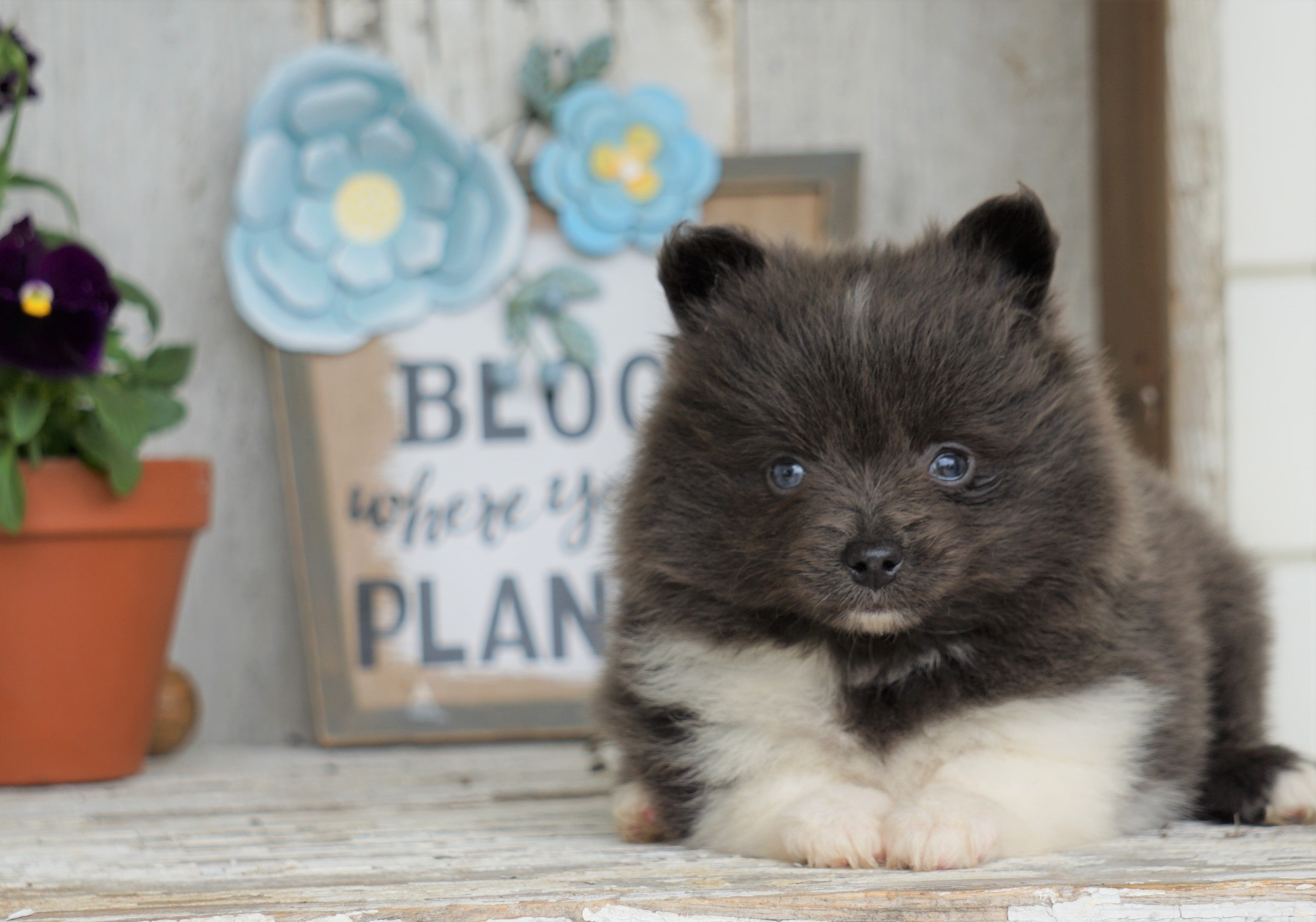 shiba inu pomeranian mix puppies